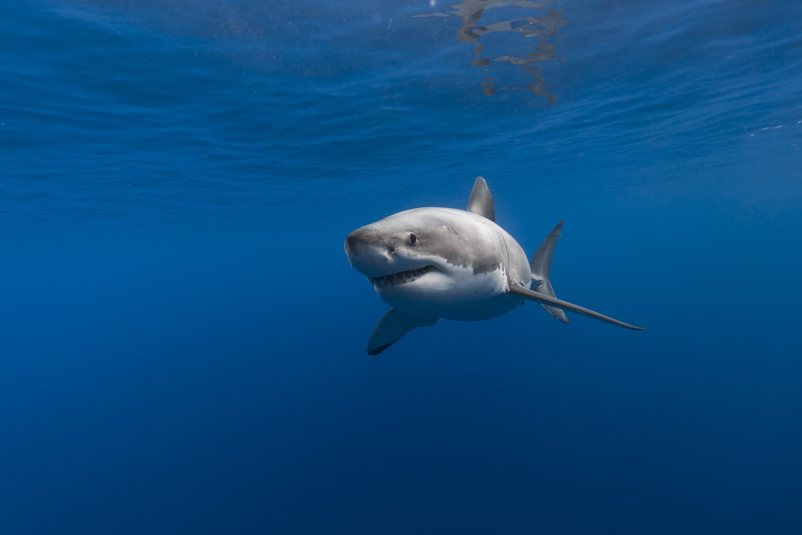 Descarga gratis la imagen Animales, Tiburones, Tiburón, Submarina, Pez en el escritorio de tu PC