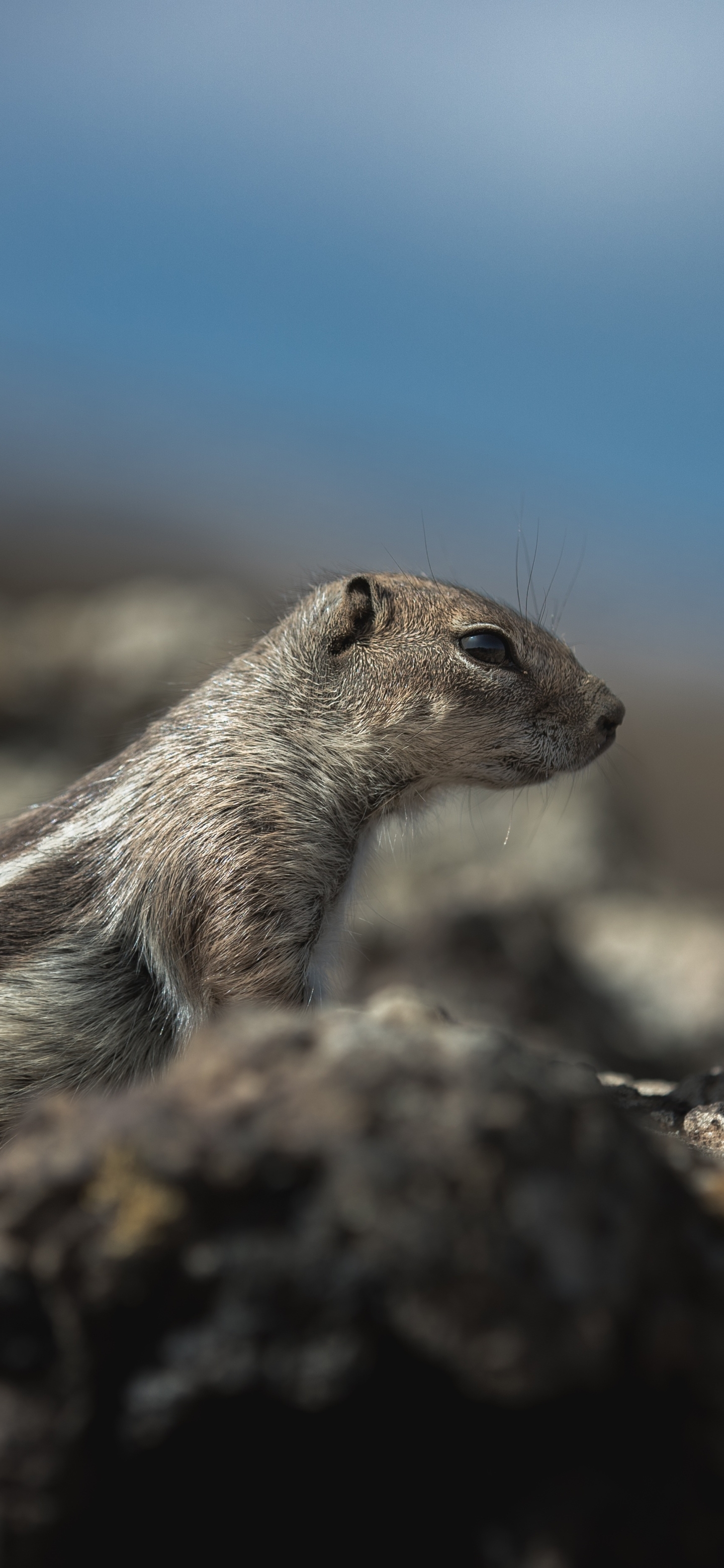 Download mobile wallpaper Animal, Chipmunk for free.