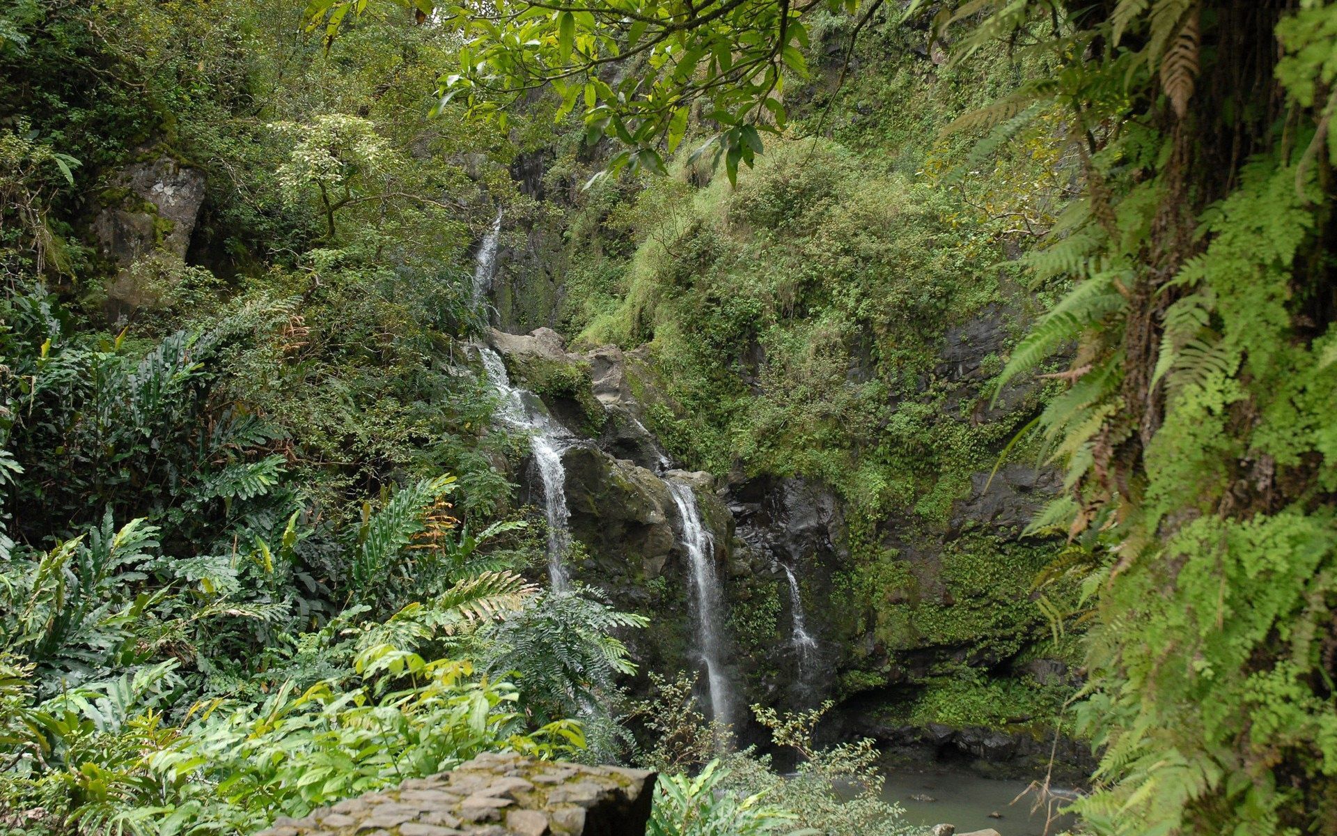 jungle, nature, rocks, waterfall, fern, vegetation HD wallpaper