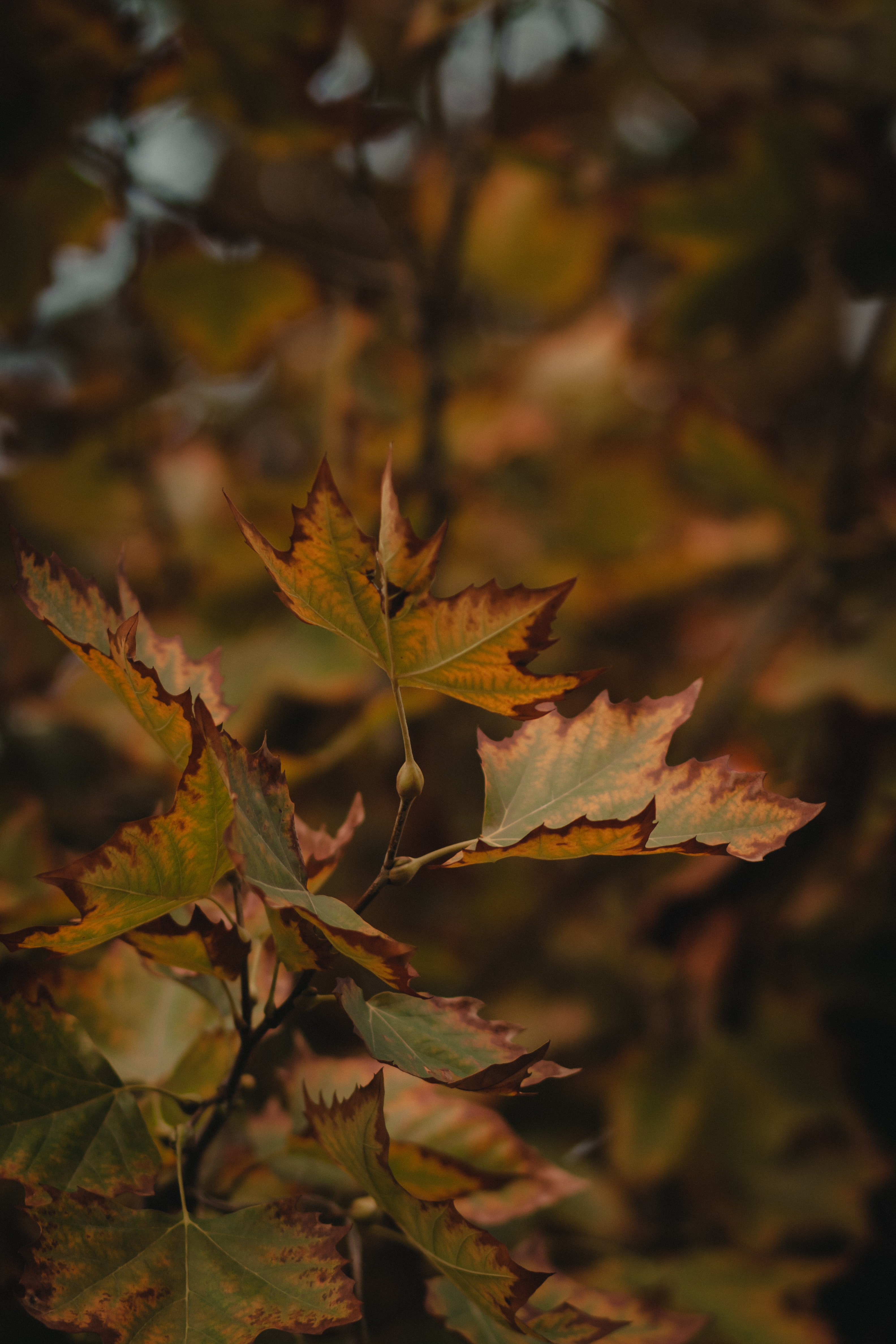 Free download wallpaper Macro, Branch, Dry, Leaves, Maple on your PC desktop