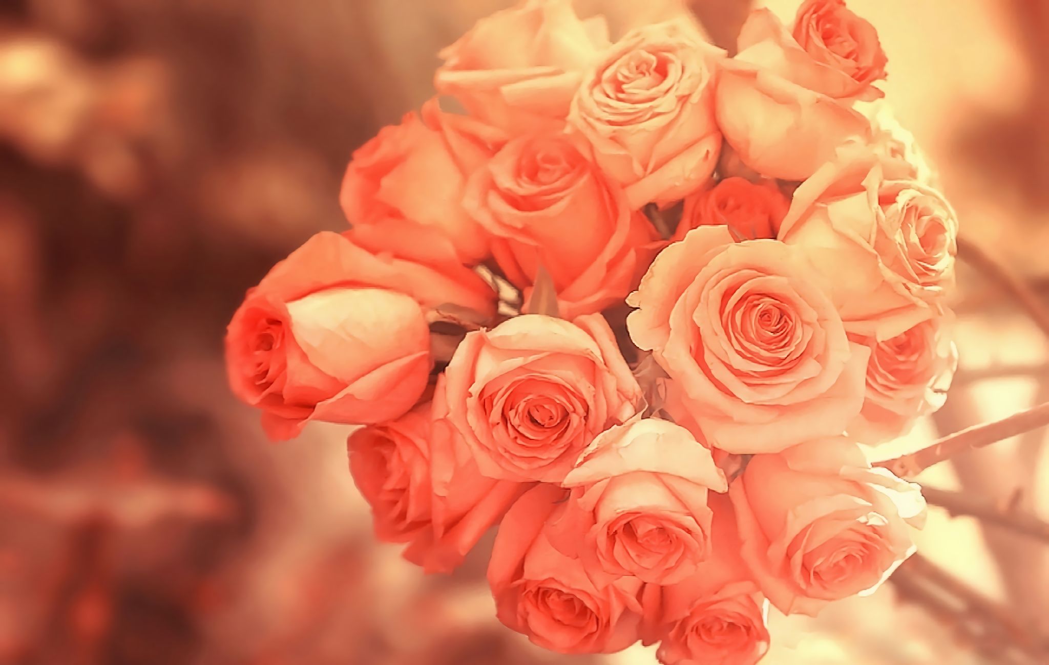 Free download wallpaper Flowers, Rose, Earth on your PC desktop