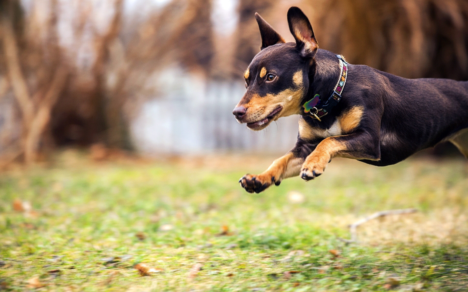 Handy-Wallpaper Hunde, Hund, Tiere kostenlos herunterladen.