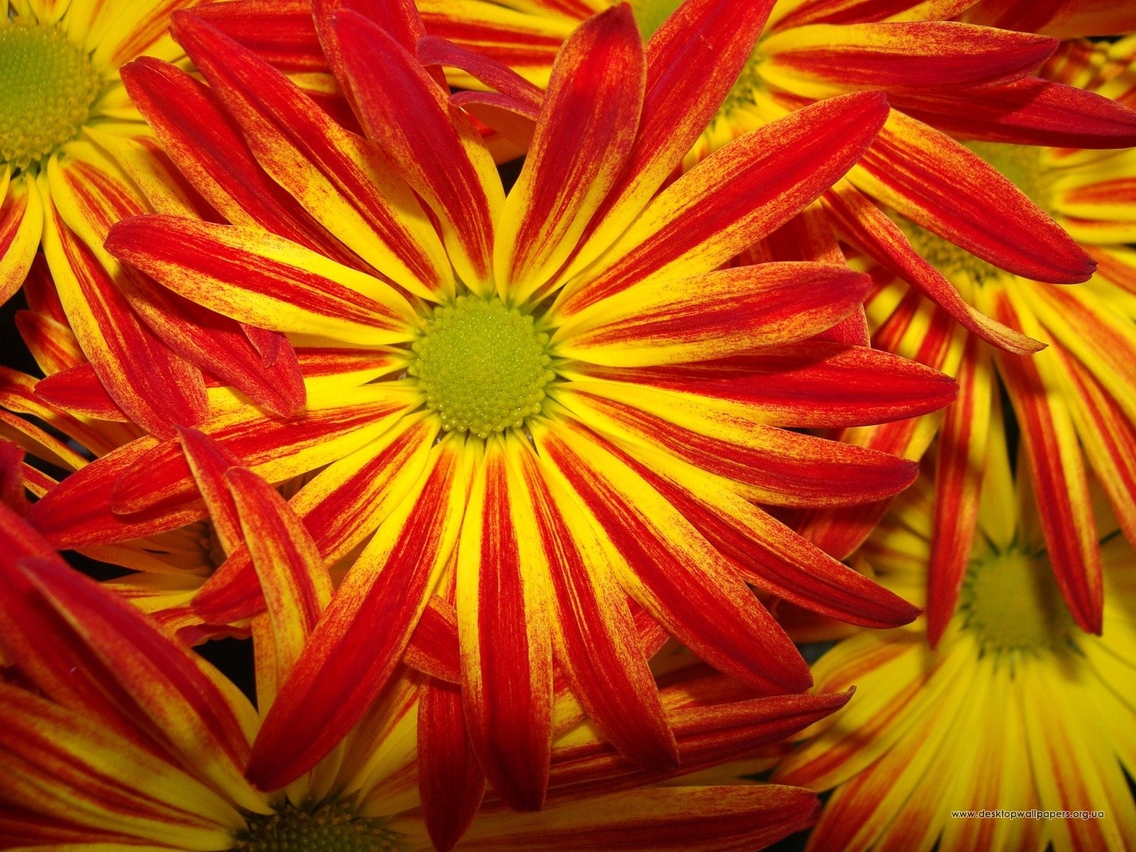 Téléchargez gratuitement l'image Plantes, Fleurs, Contexte sur le bureau de votre PC