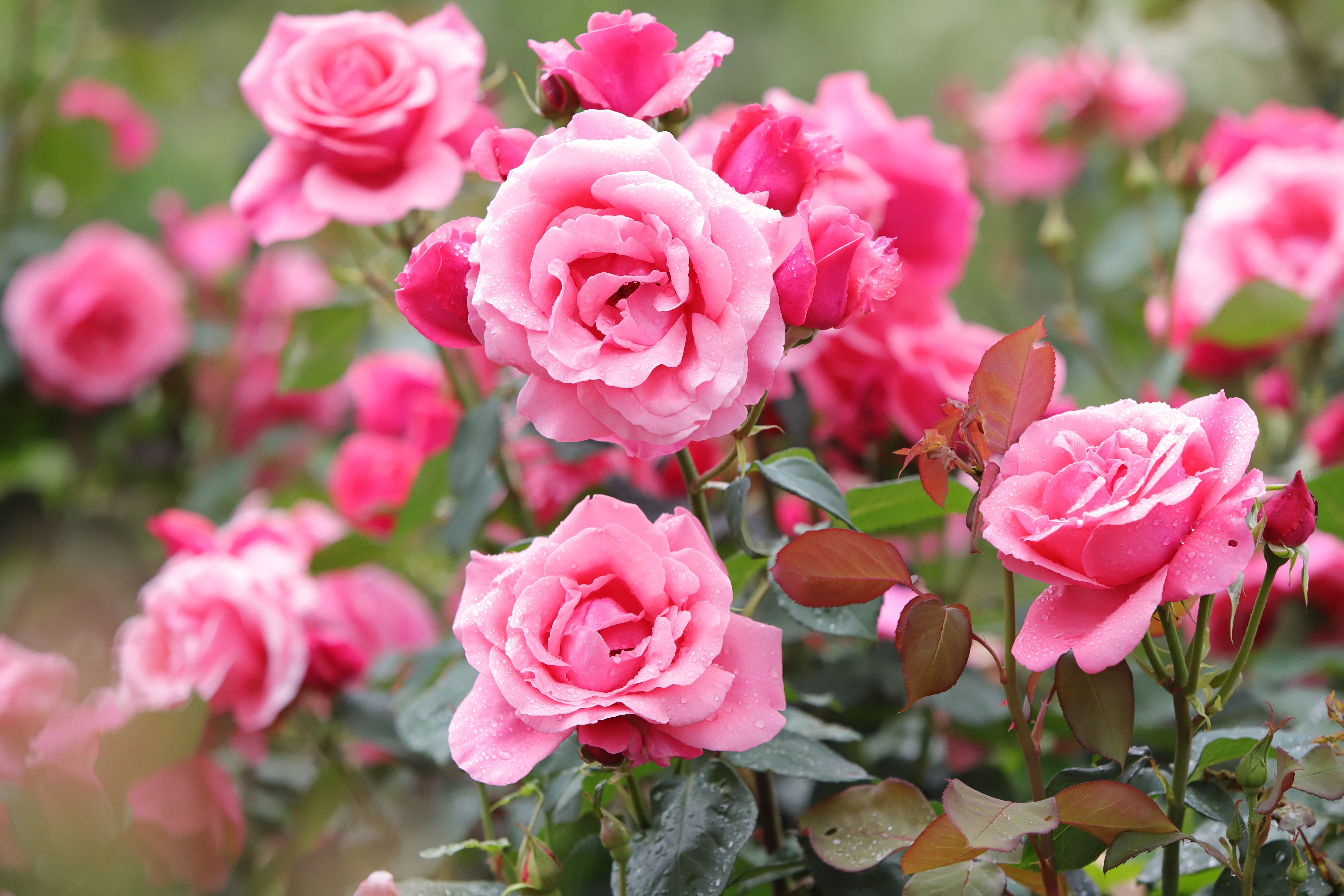 Скачать обои бесплатно Бутон, Лепесток, Земля/природа, Розовый Цветок, Розовая Роза, Розовый Куст картинка на рабочий стол ПК