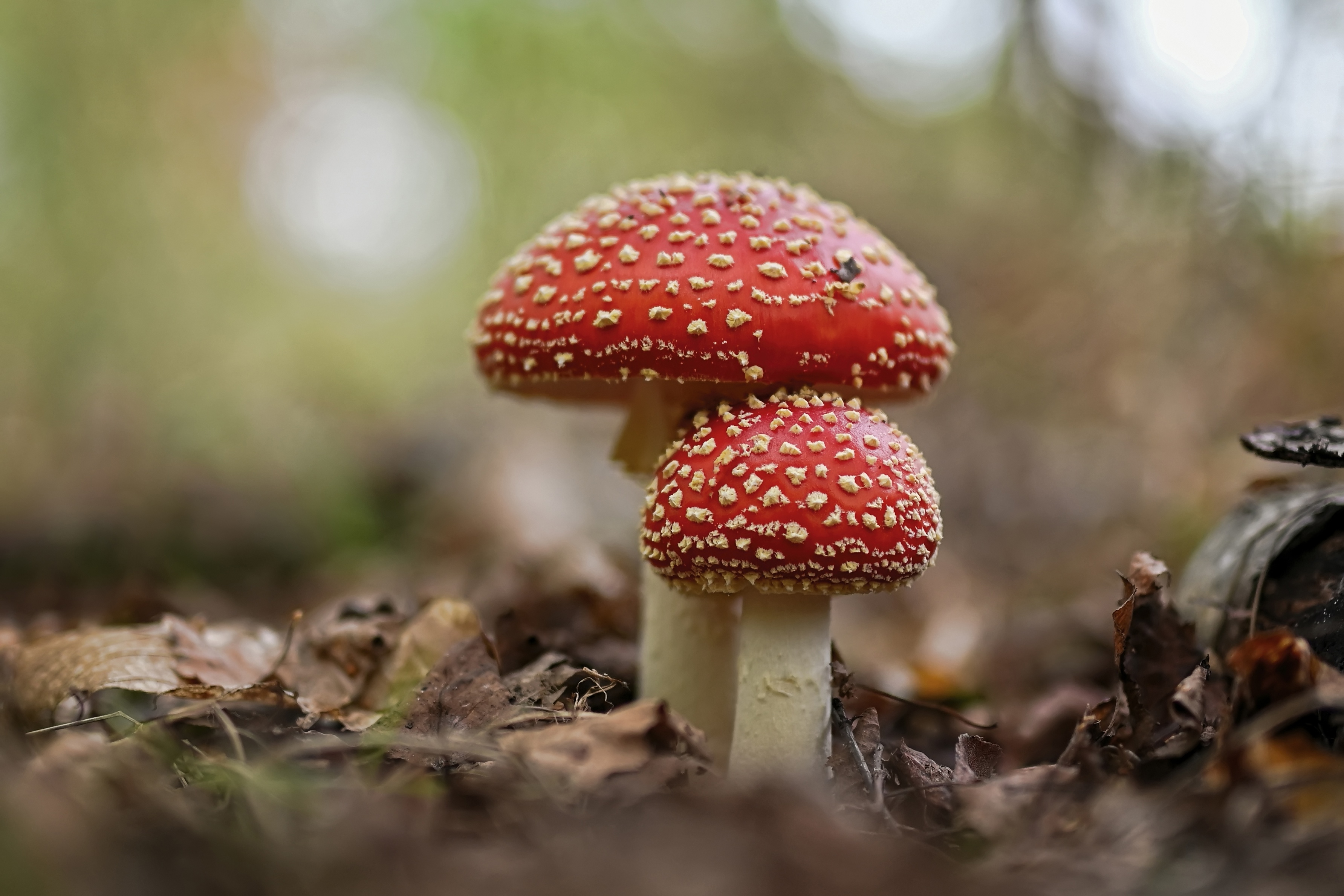 Téléchargez gratuitement l'image Automne, Fermer, Champignon, La Nature, Terre/nature sur le bureau de votre PC