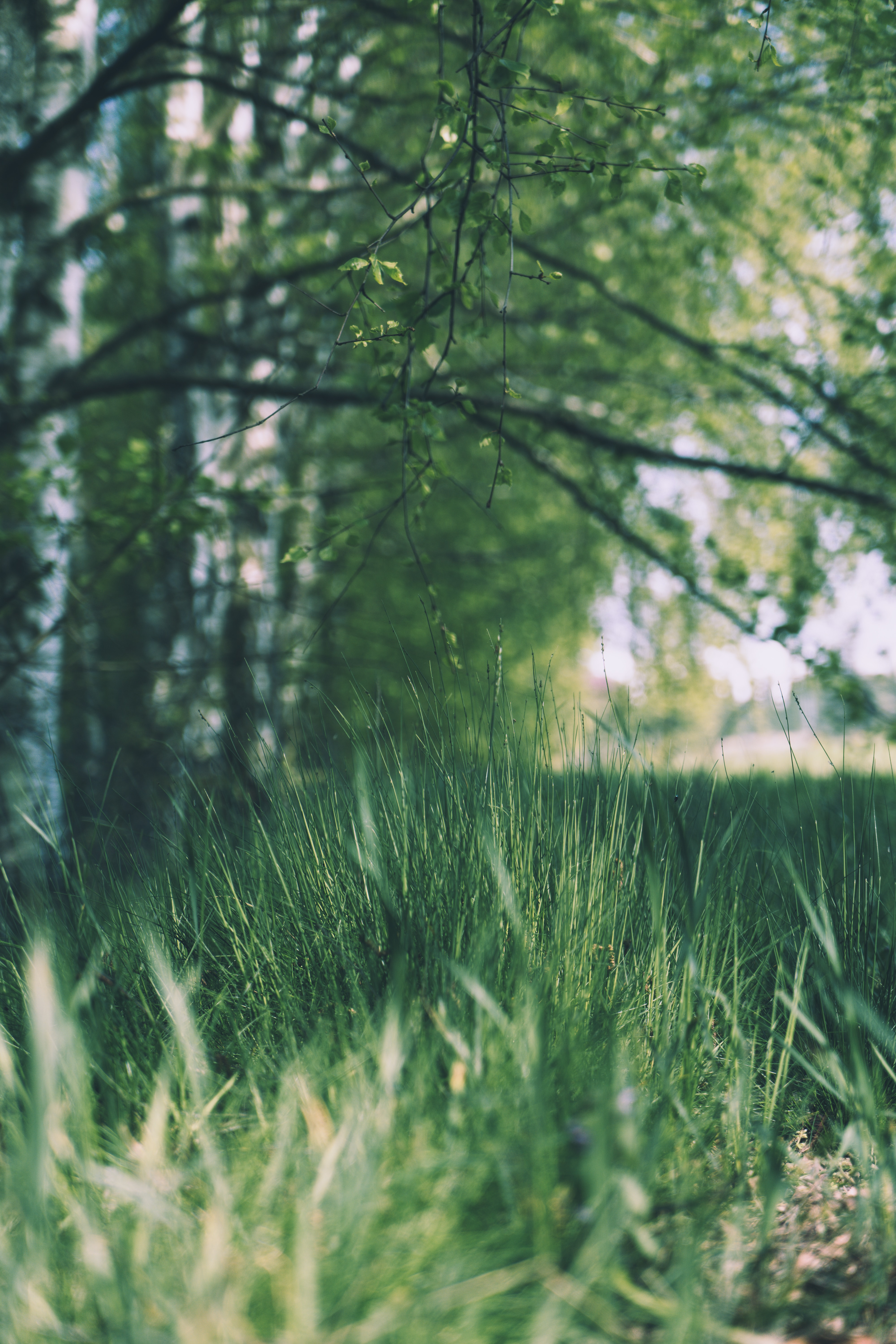 Free download wallpaper Grass, Branches, Glade, Nature, Trees, Polyana, Greens on your PC desktop