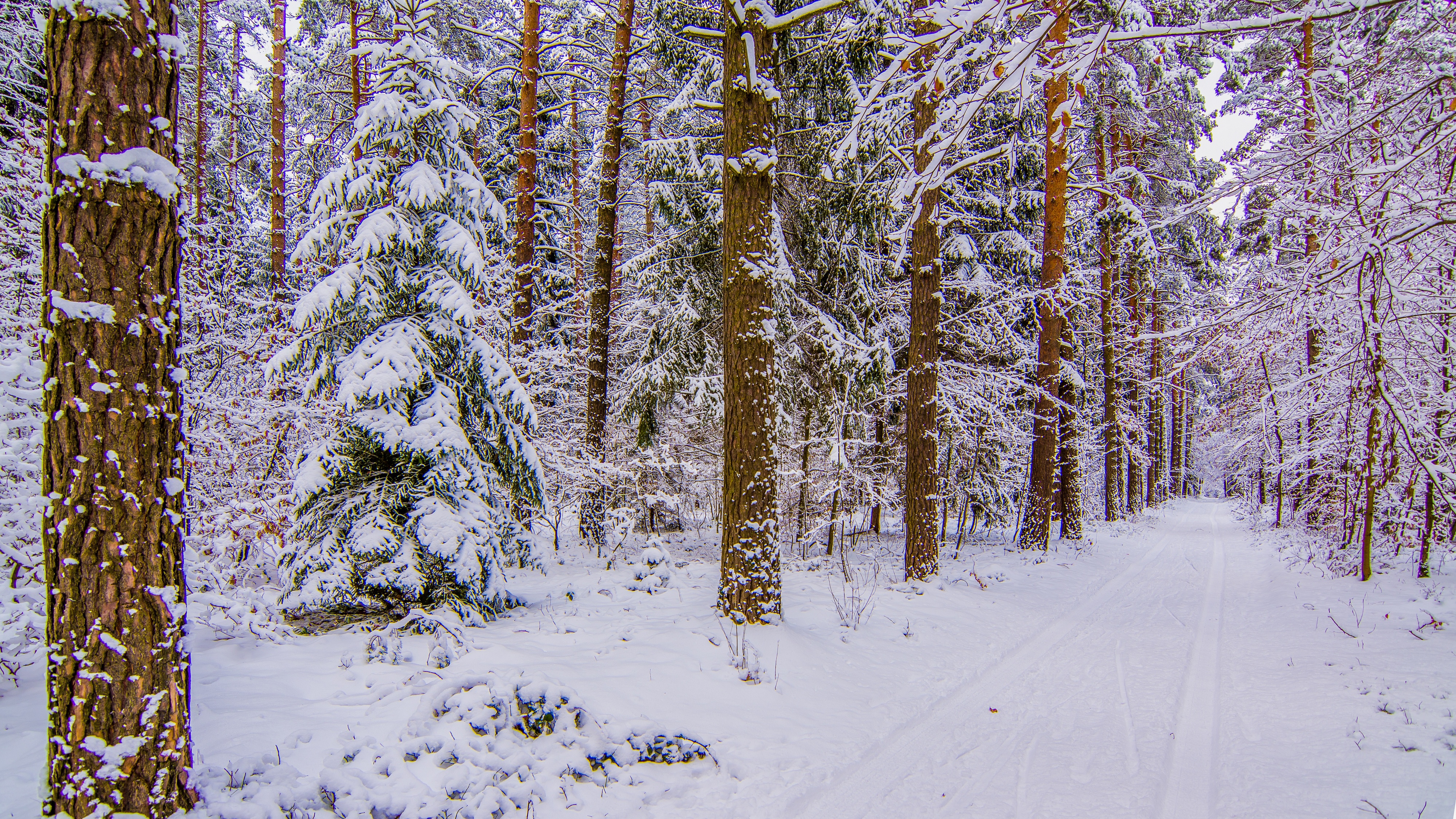 Download mobile wallpaper Winter, Nature, Snow, Forest, Tree, Earth, Path for free.