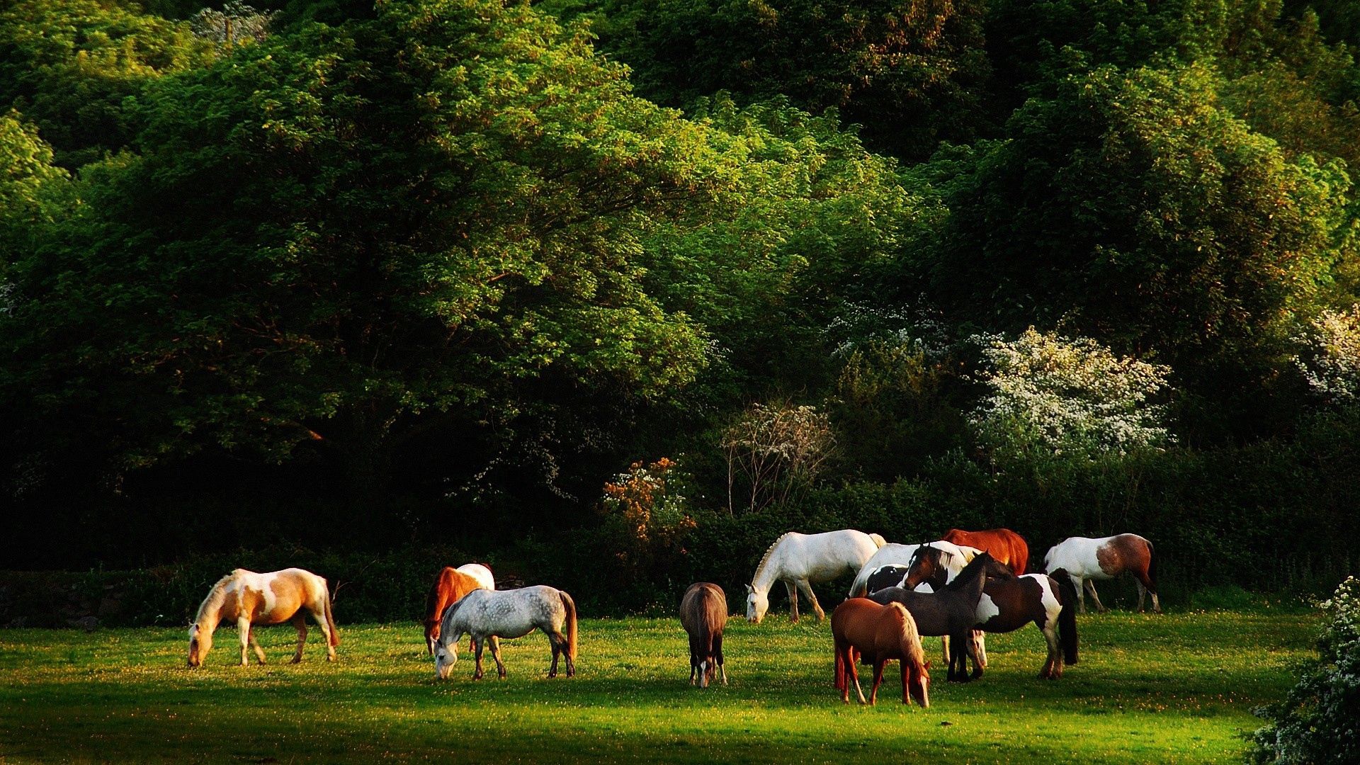 63755 скачать обои лошади, прогулка, табун, трава, животные, деревья - заставки и картинки бесплатно