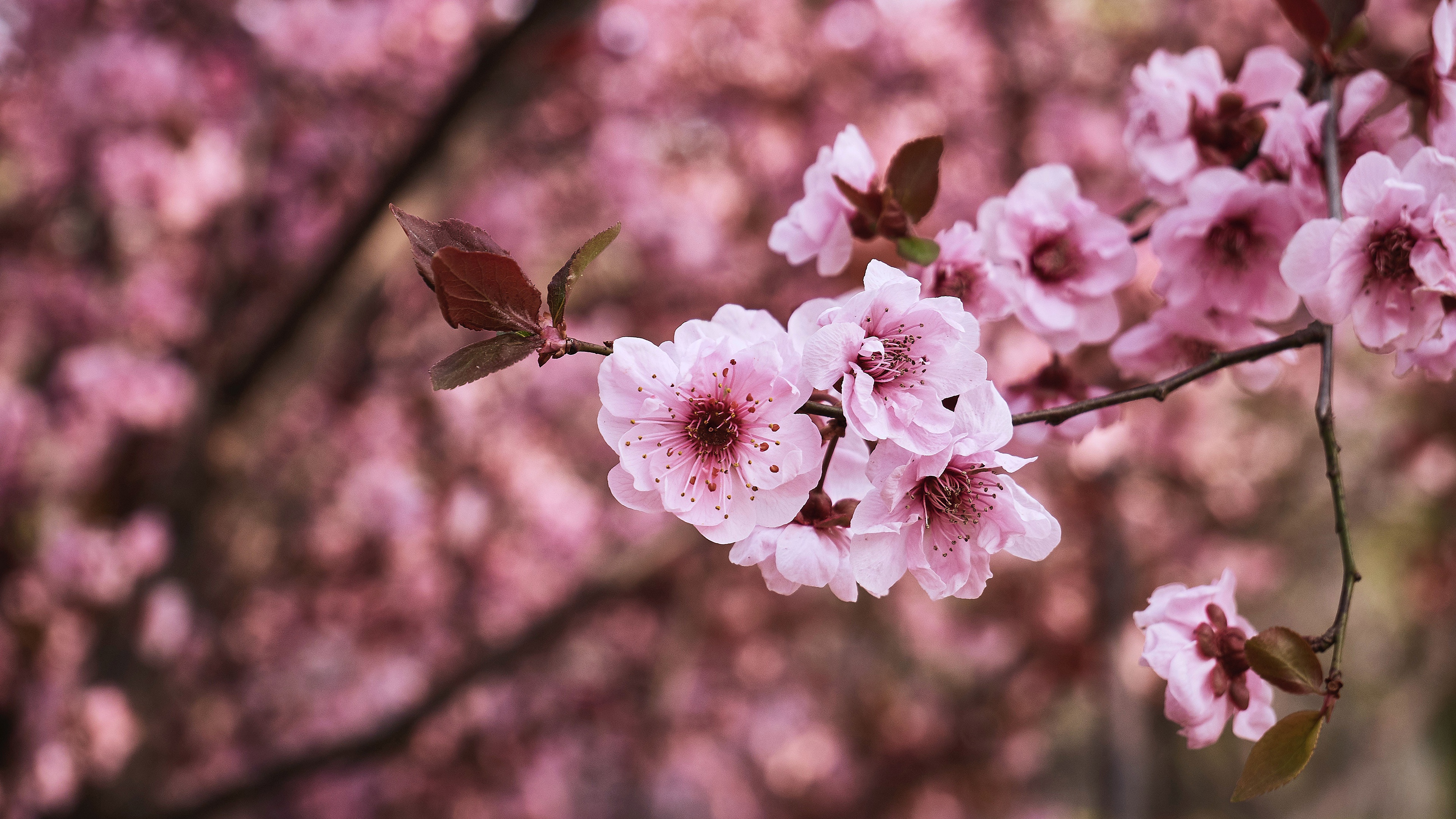 Скачать обои бесплатно Сакура, Цветок, Ветка, Весна, Цветущие, Земля/природа картинка на рабочий стол ПК