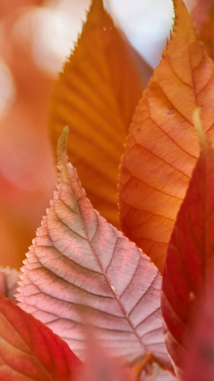 Download mobile wallpaper Macro, Leaf, Fall, Earth for free.