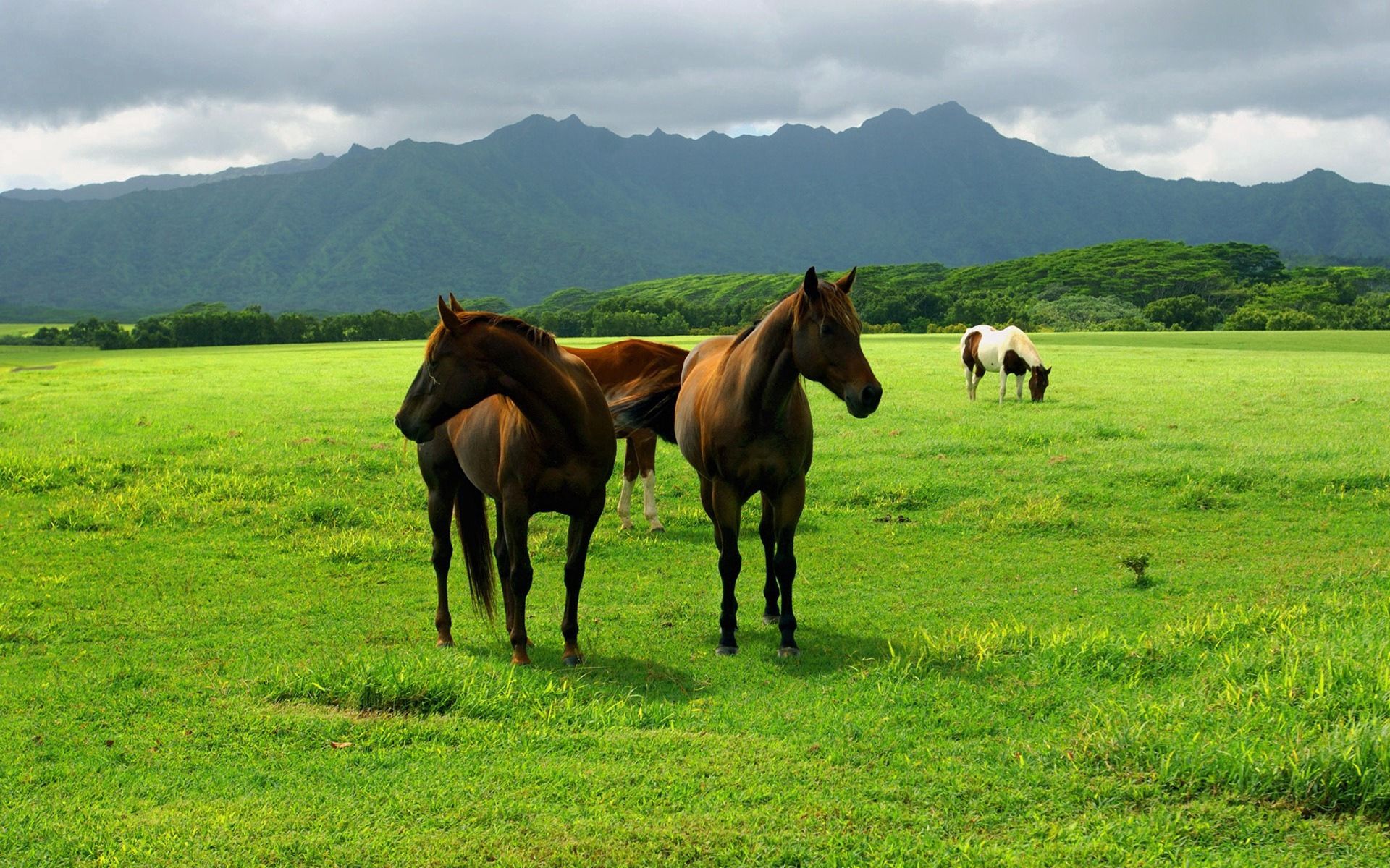 PCデスクトップに動物, 草, 草原, 散歩, 牧草, 牧草地, 馬画像を無料でダウンロード