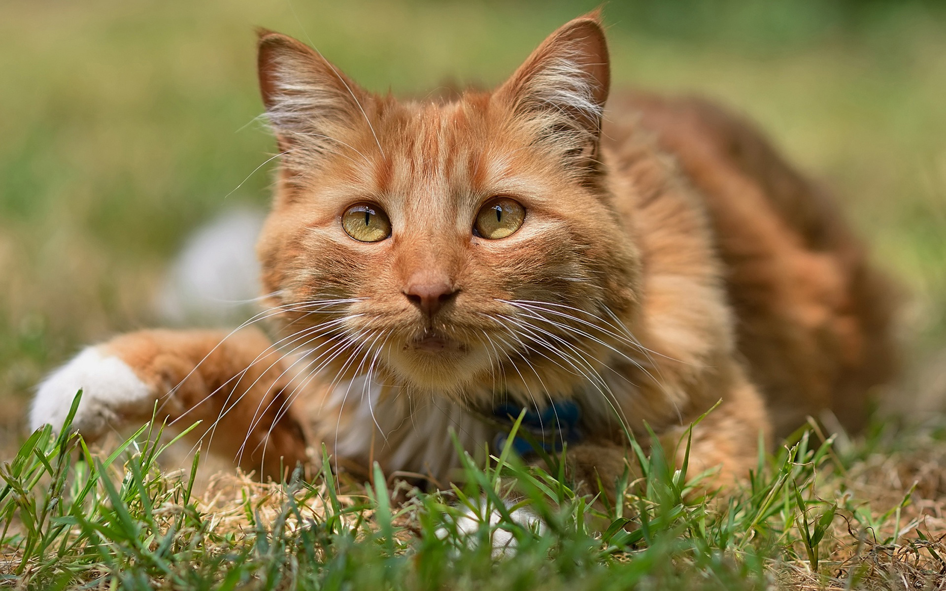 Téléchargez des papiers peints mobile Animaux, Chat gratuitement.