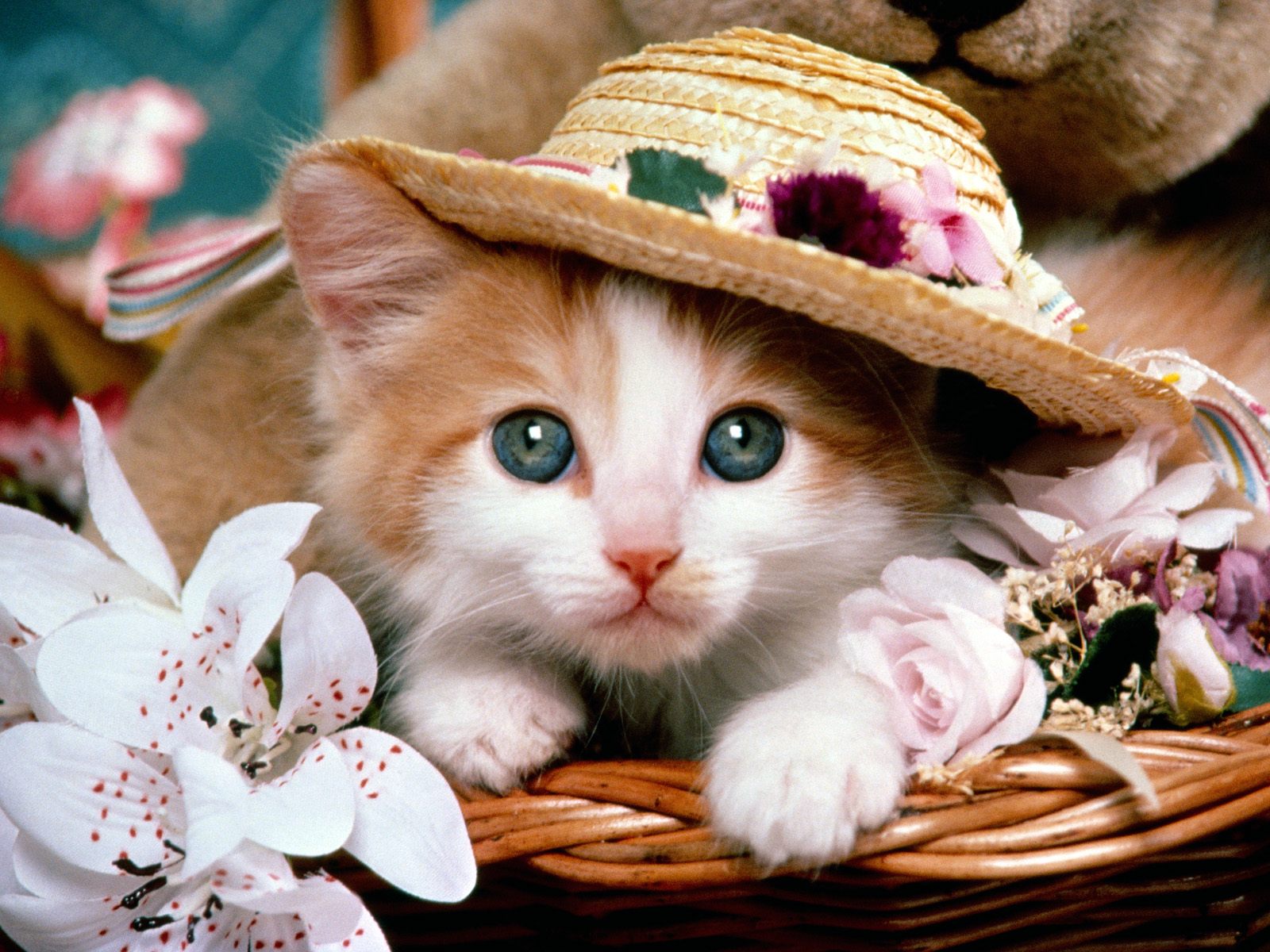 521353 завантажити шпалери тварина, коти, кішка, милий - заставки і картинки безкоштовно