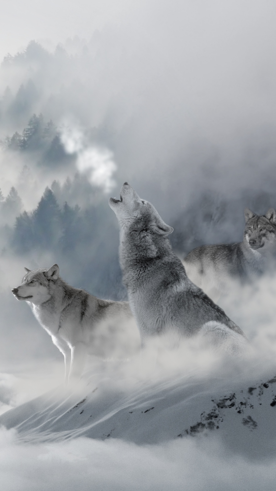 Handy-Wallpaper Tiere, Winter, Nebel, Wolf, Wolke, Wolves kostenlos herunterladen.