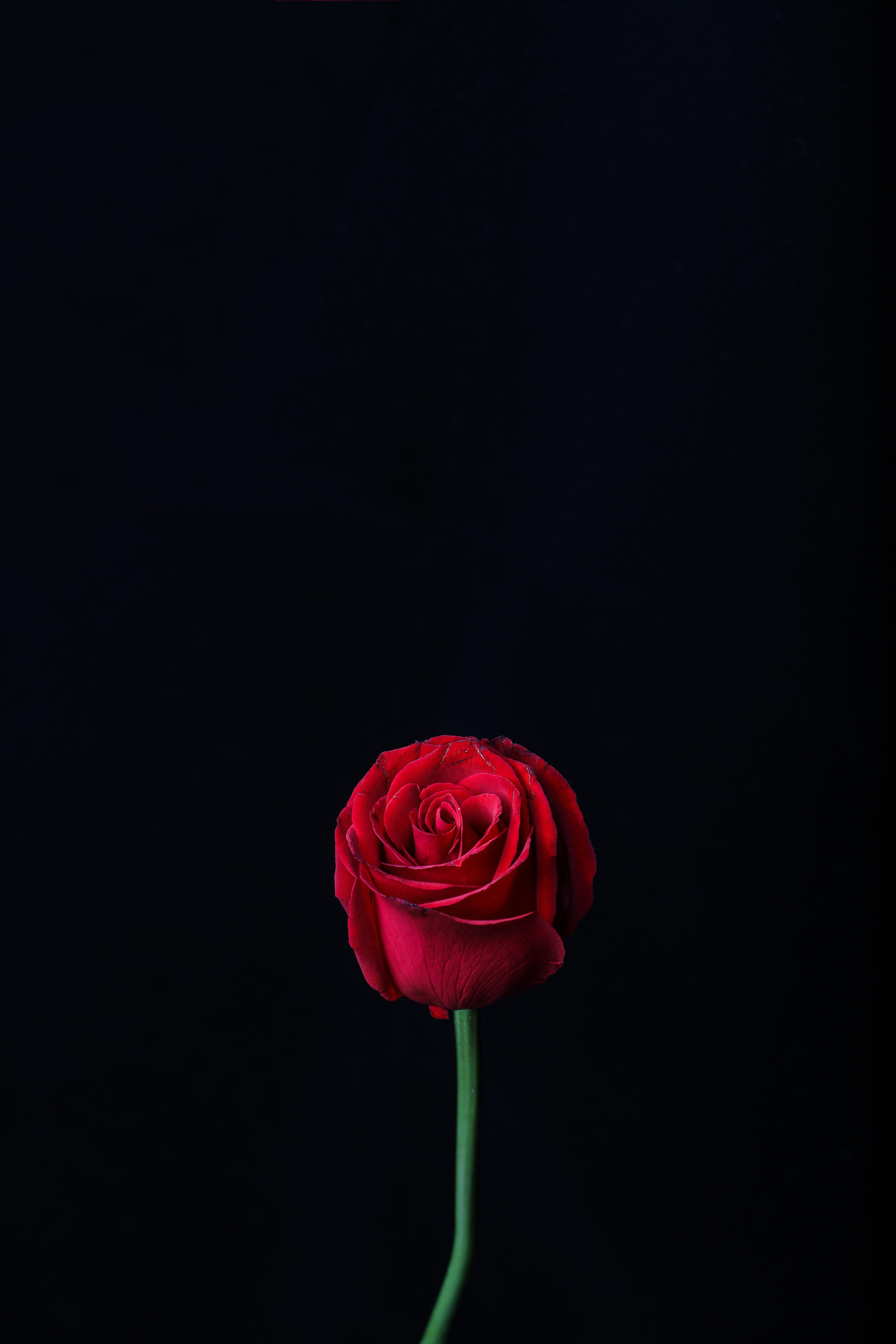 Téléchargez gratuitement l'image Bourgeon, Une Rose, Fleur, Fleurs, Rose, Sombre sur le bureau de votre PC
