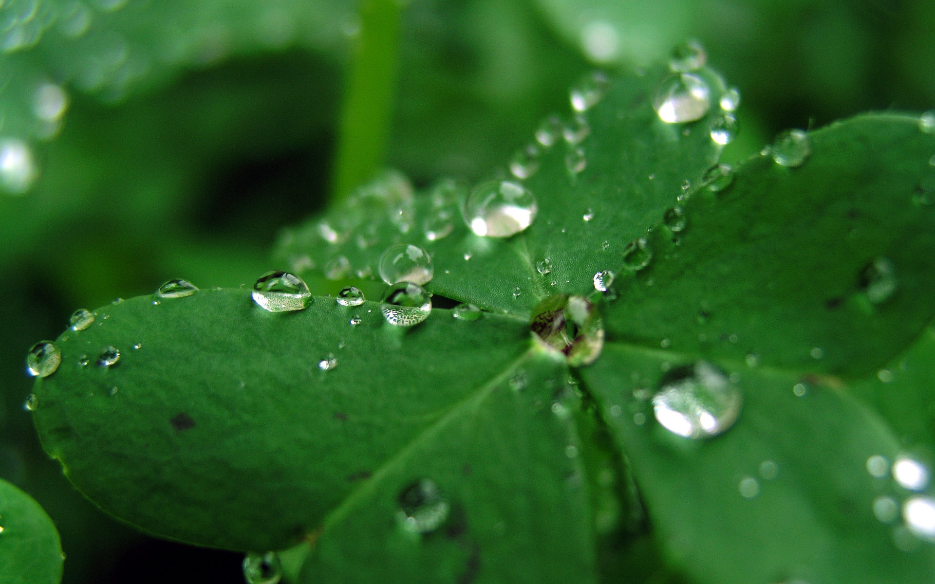 Baixar papel de parede para celular de Terra/natureza, Gota De Água gratuito.