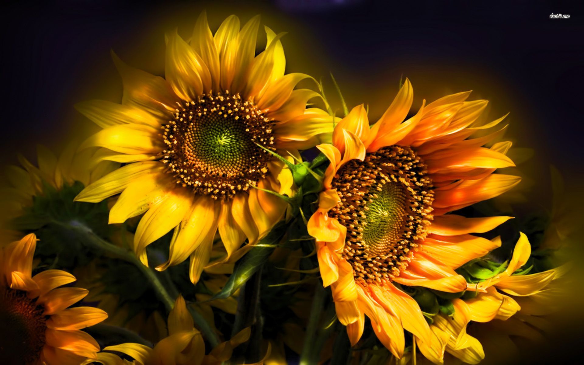 Handy-Wallpaper Sonnenblume, Blumen, Blume, Erde/natur kostenlos herunterladen.