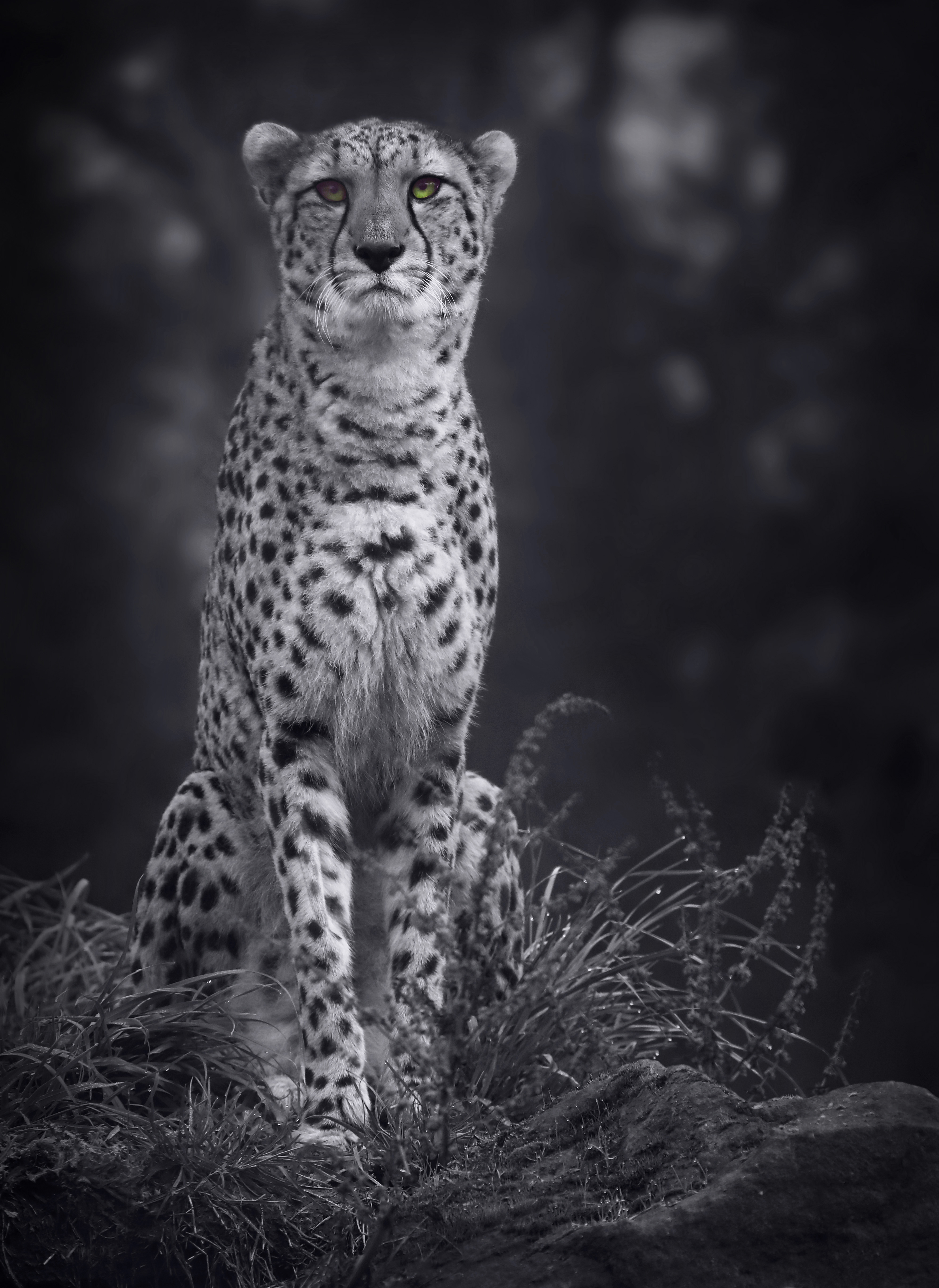 cheetah, animals, predator, big cat, bw, chb, monochrome HD wallpaper