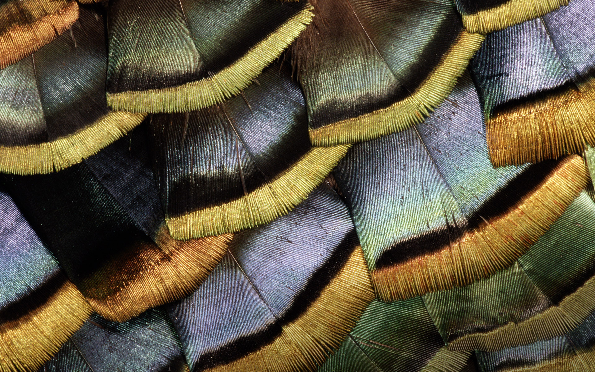 Download mobile wallpaper Feather, Colors, Colorful, Photography, Turkey (Bird) for free.