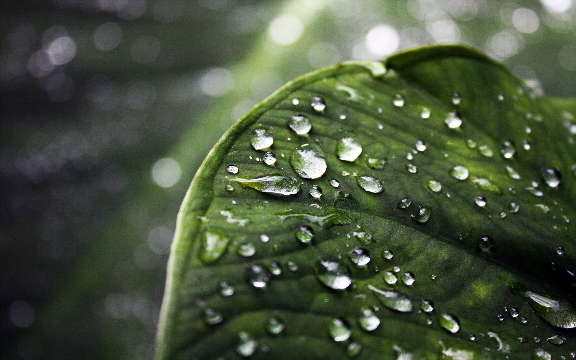 Descarga gratis la imagen Tierra/naturaleza, Gota De Agua en el escritorio de tu PC