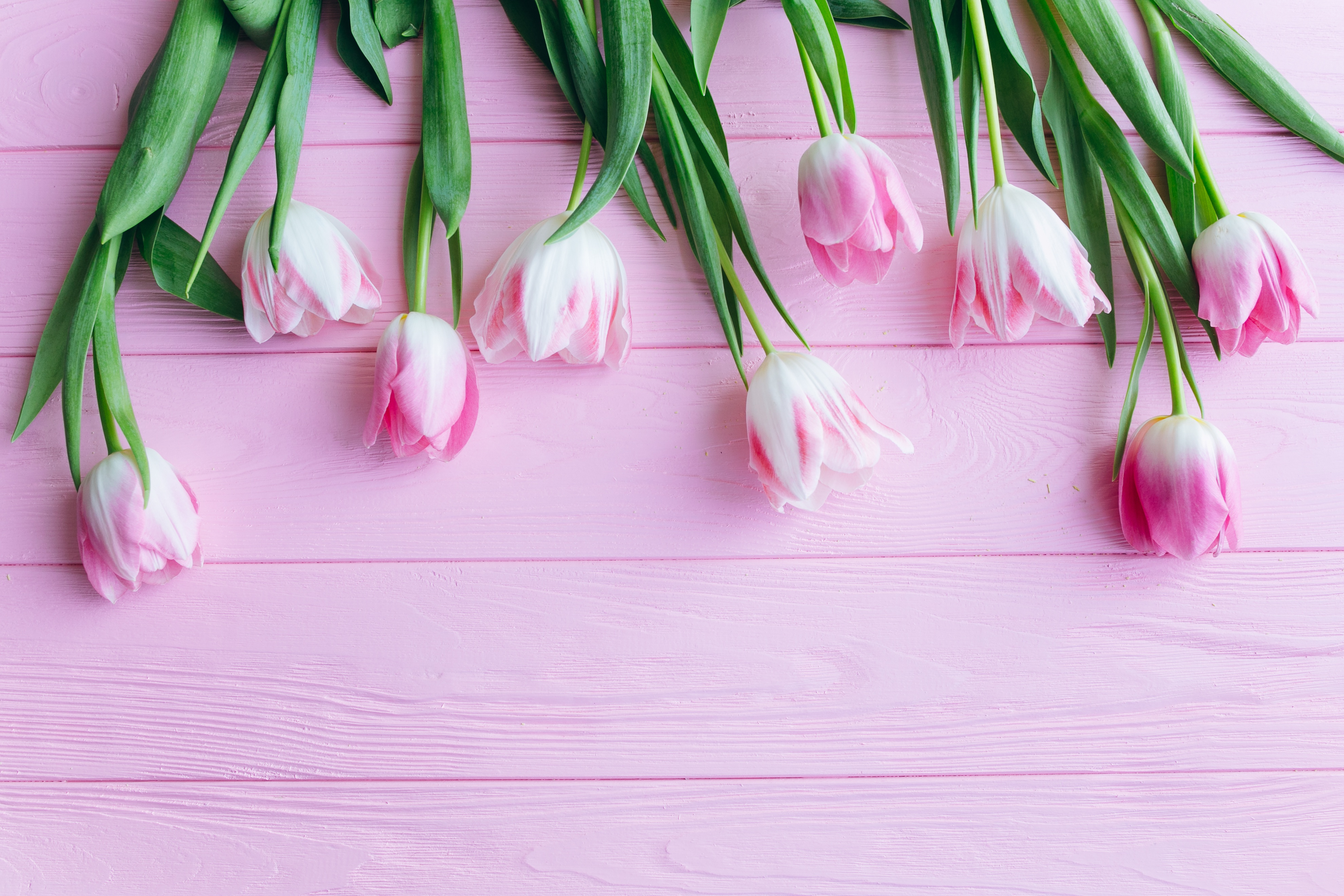 Free download wallpaper Flower, Tulip, Man Made, Pink Flower on your PC desktop