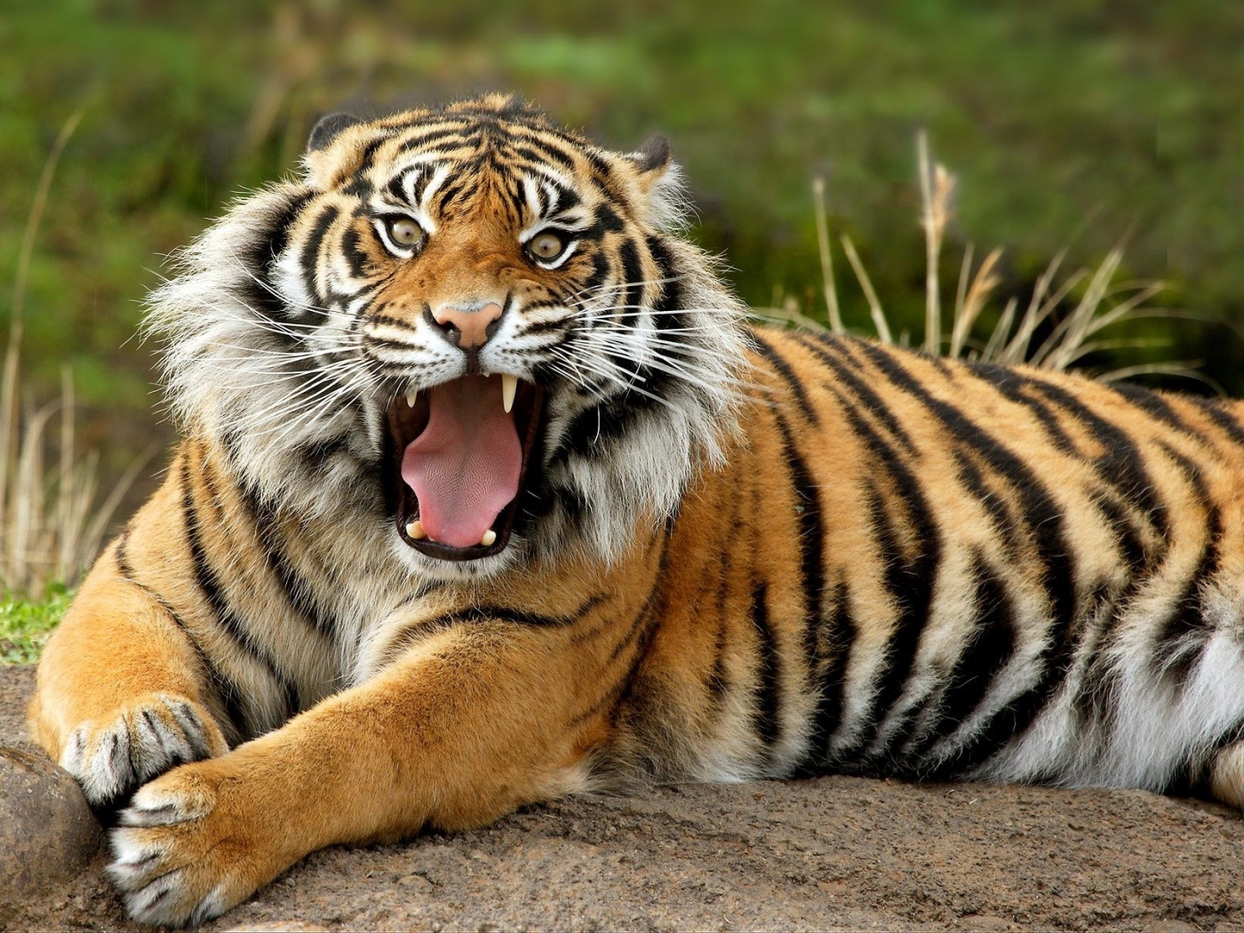 Descarga gratuita de fondo de pantalla para móvil de Tigres, Animales.