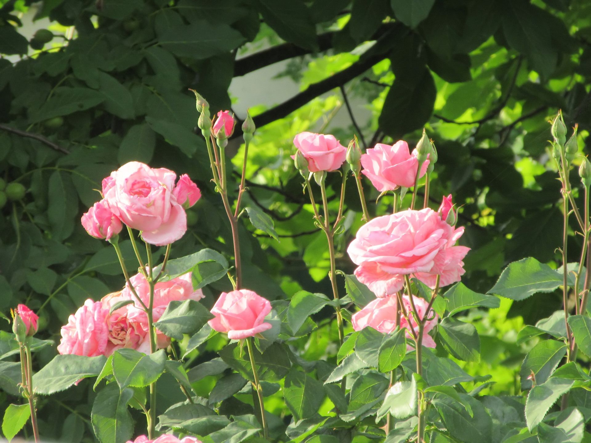 Baixar papel de parede para celular de Flores, Rosa, Terra/natureza, Arbusto De Rosas gratuito.