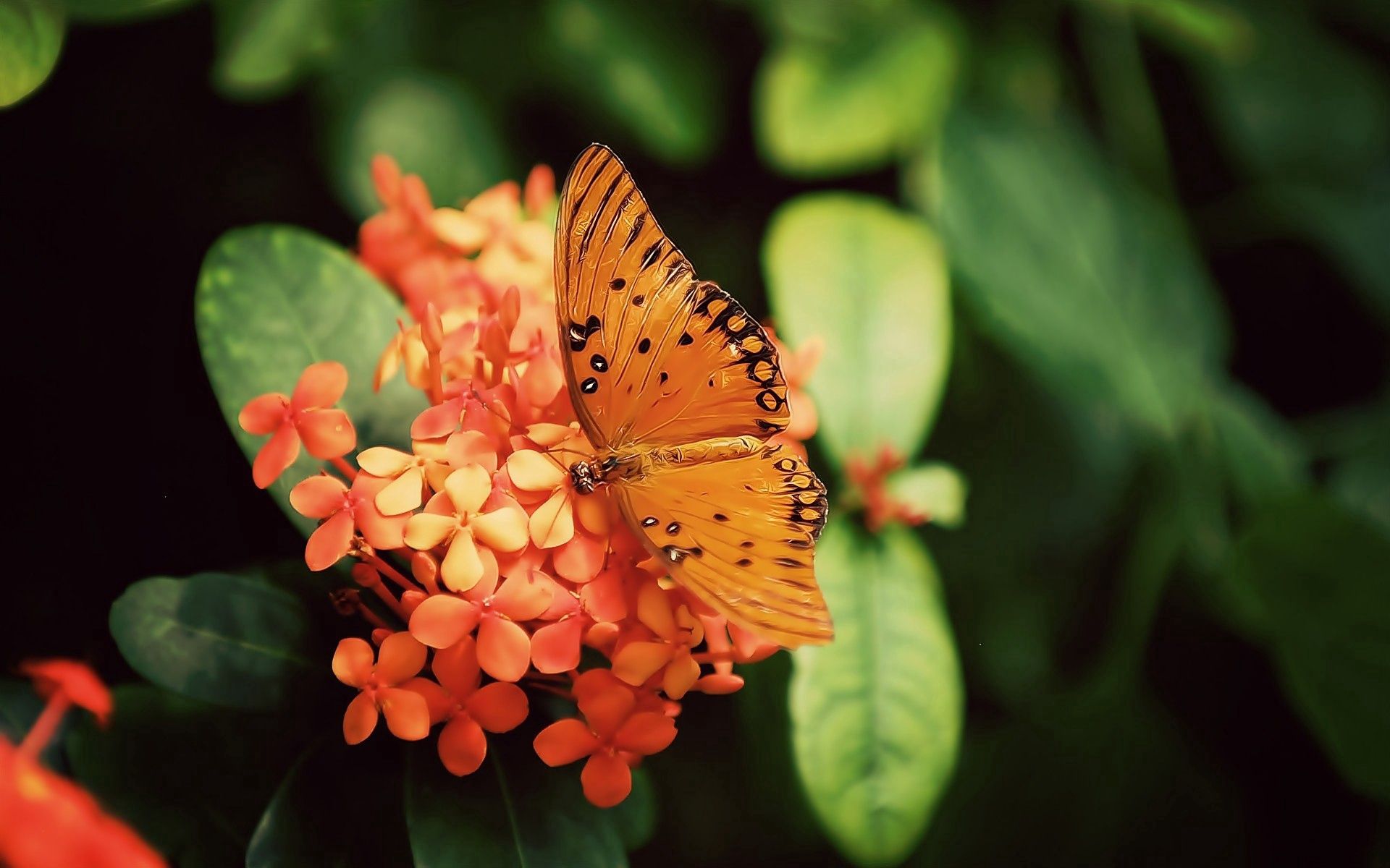 Free download wallpaper Flowers, Plant, Macro, Butterfly on your PC desktop