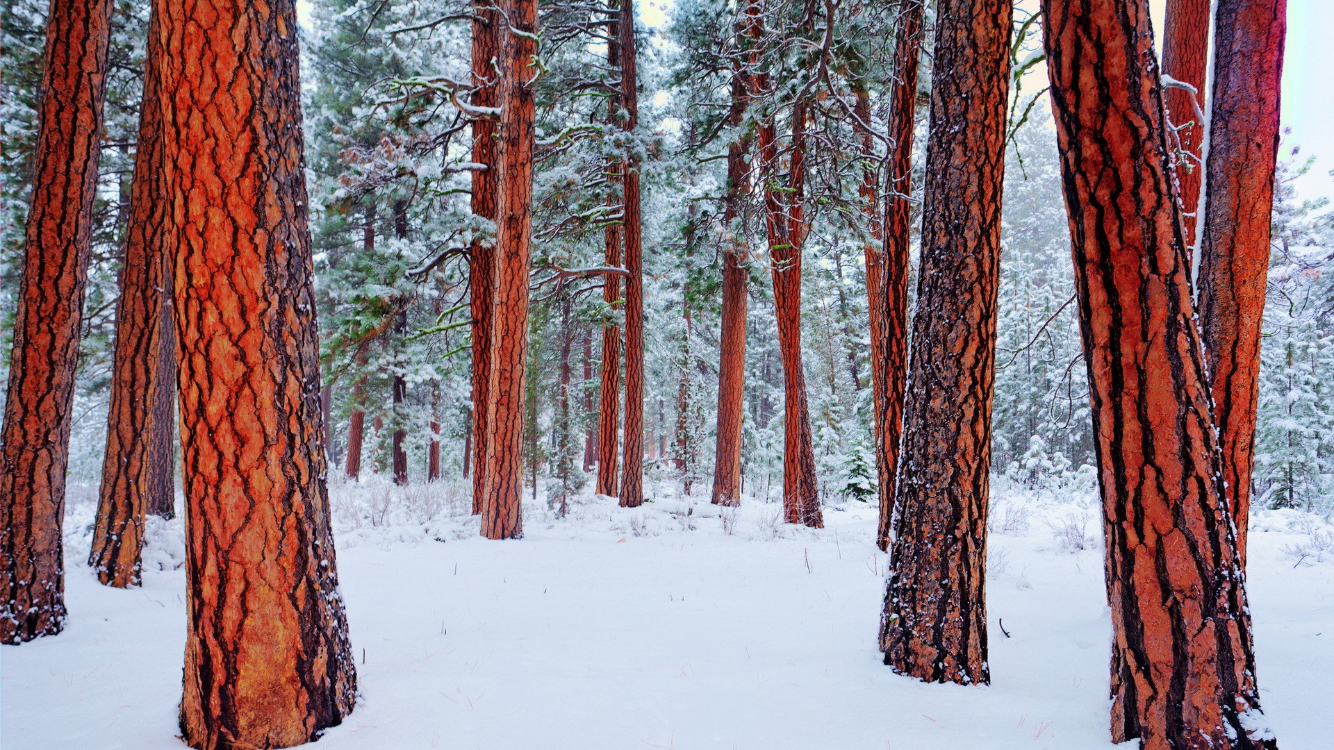 Handy-Wallpaper Winter, Schnee, Wald, Erde/natur, Redwood kostenlos herunterladen.
