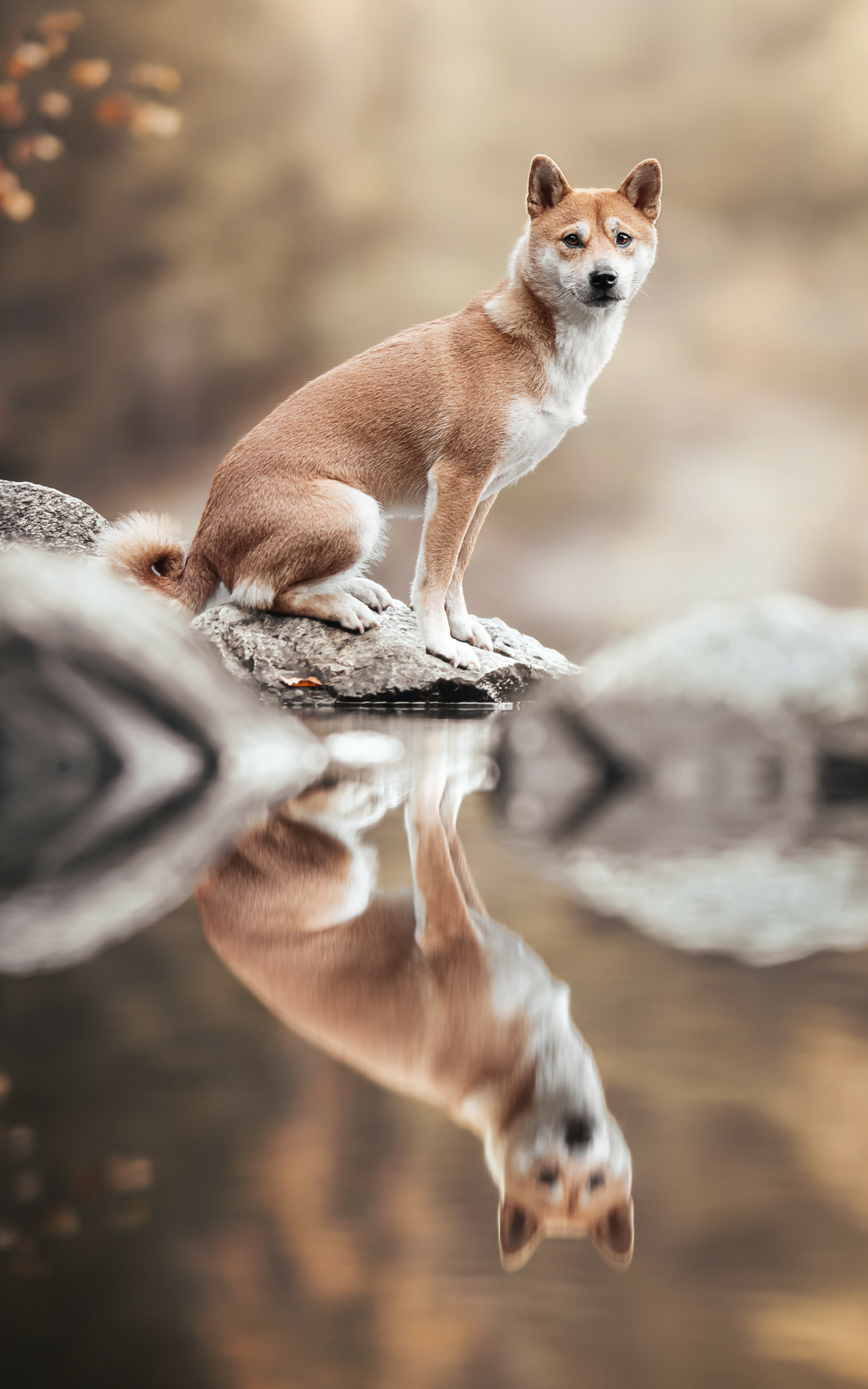 Download mobile wallpaper Dogs, Reflection, Animal, Shiba Inu for free.