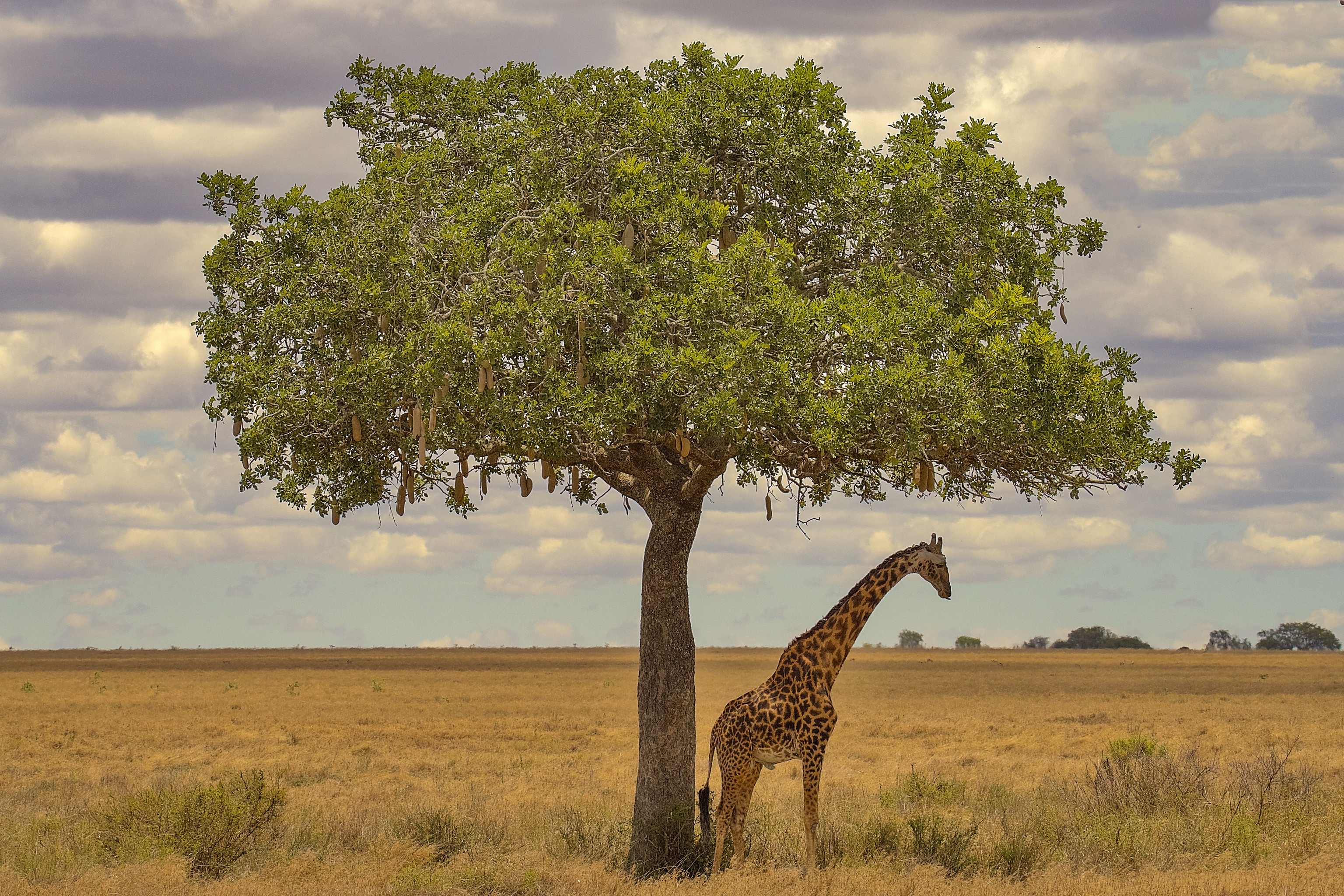 Download mobile wallpaper Tree, Animal, Giraffe, Africa for free.
