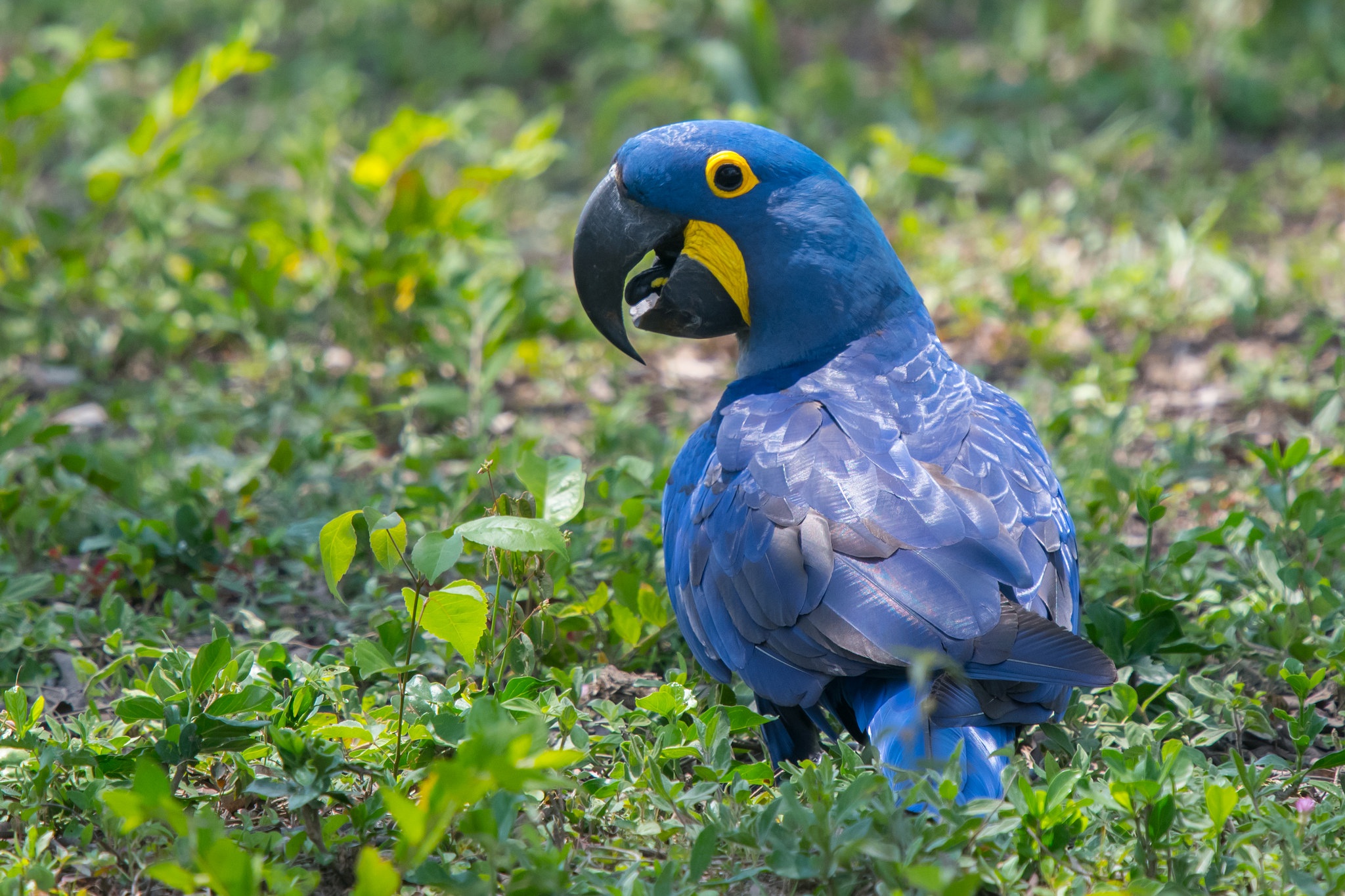 animal, hyacinth macaw, bird, parrot, birds
