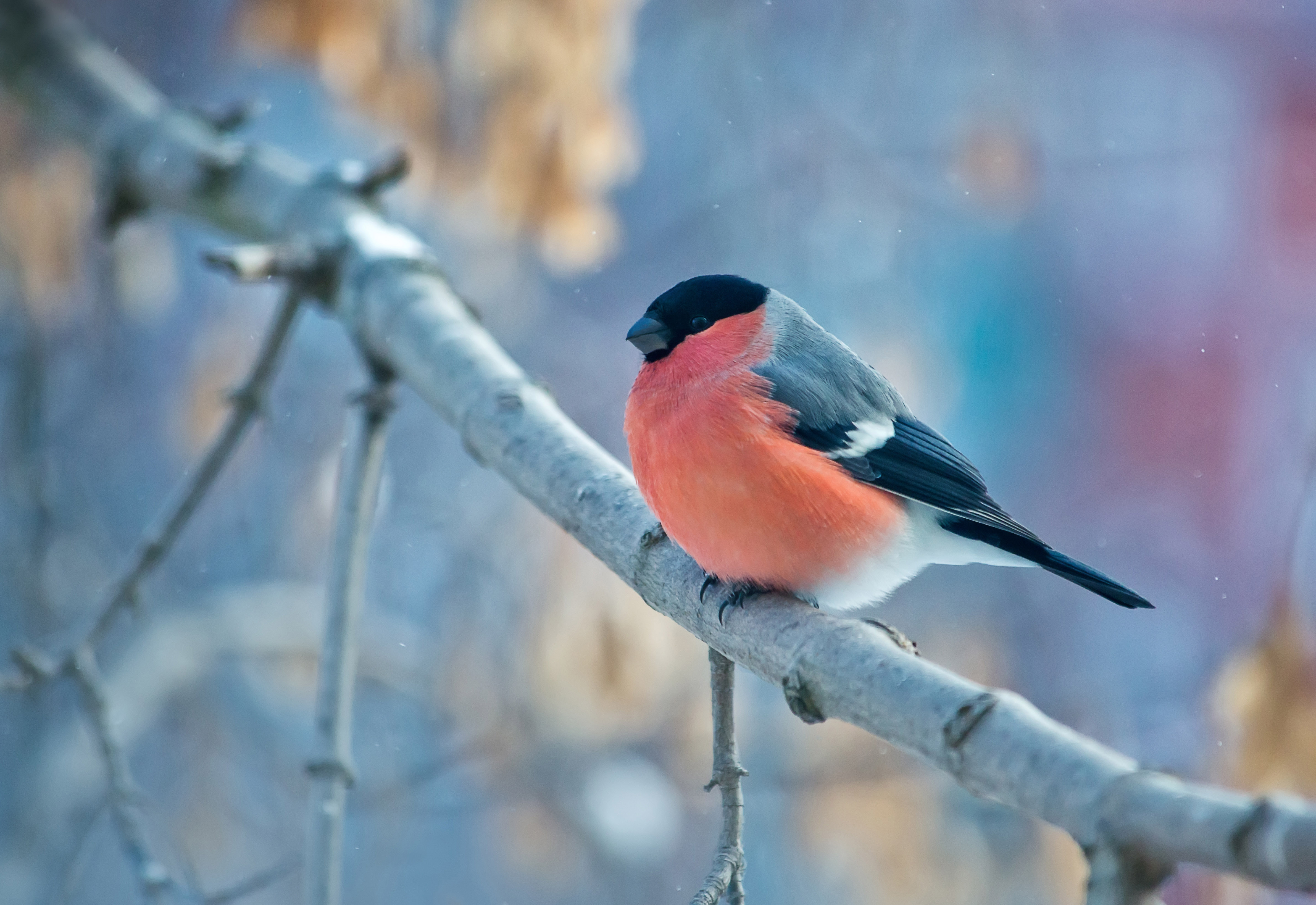 bullfinch, animal, bird, branch, winter, birds