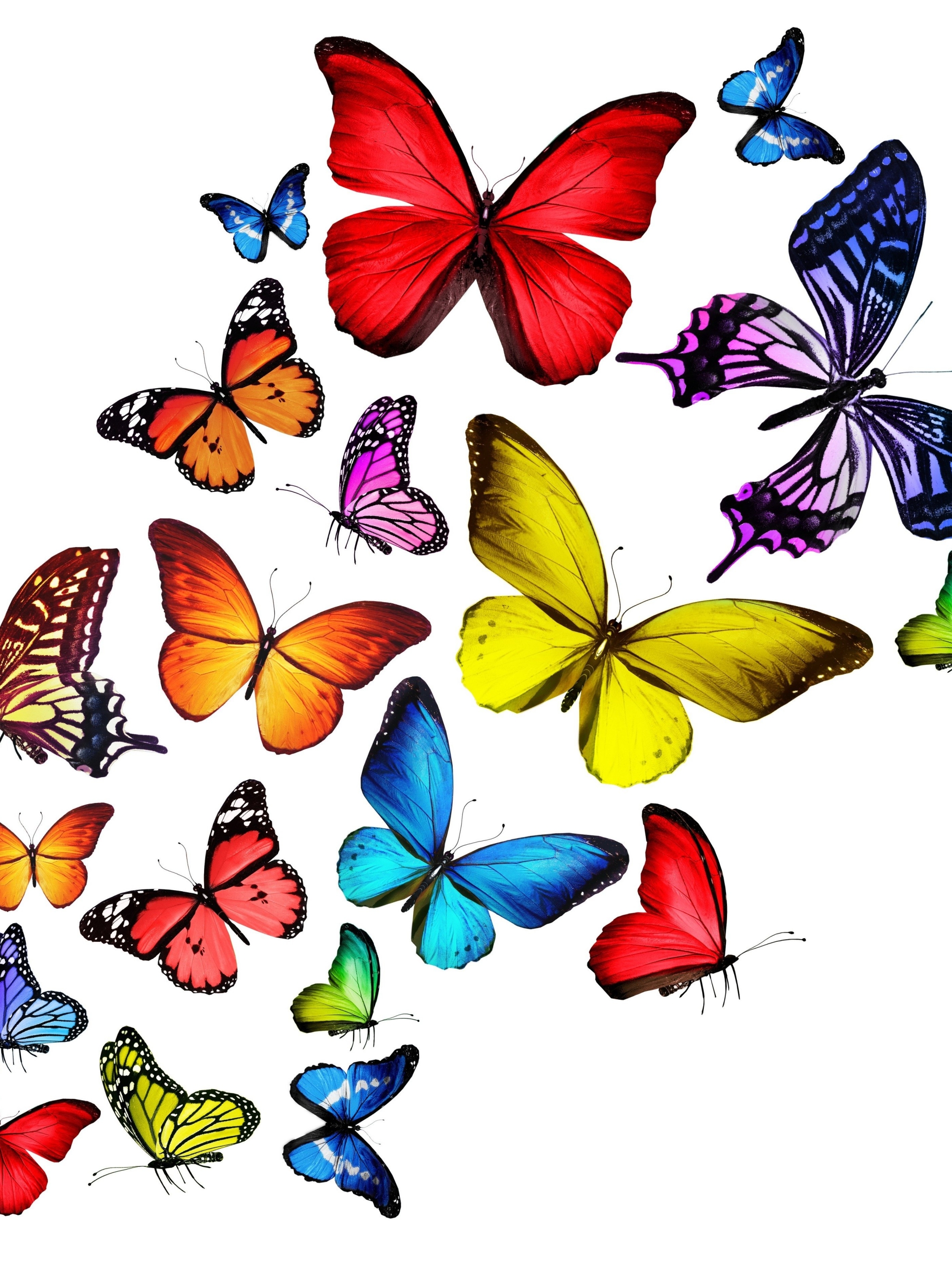 Download mobile wallpaper Colors, Butterfly, Colorful, Artistic for free.