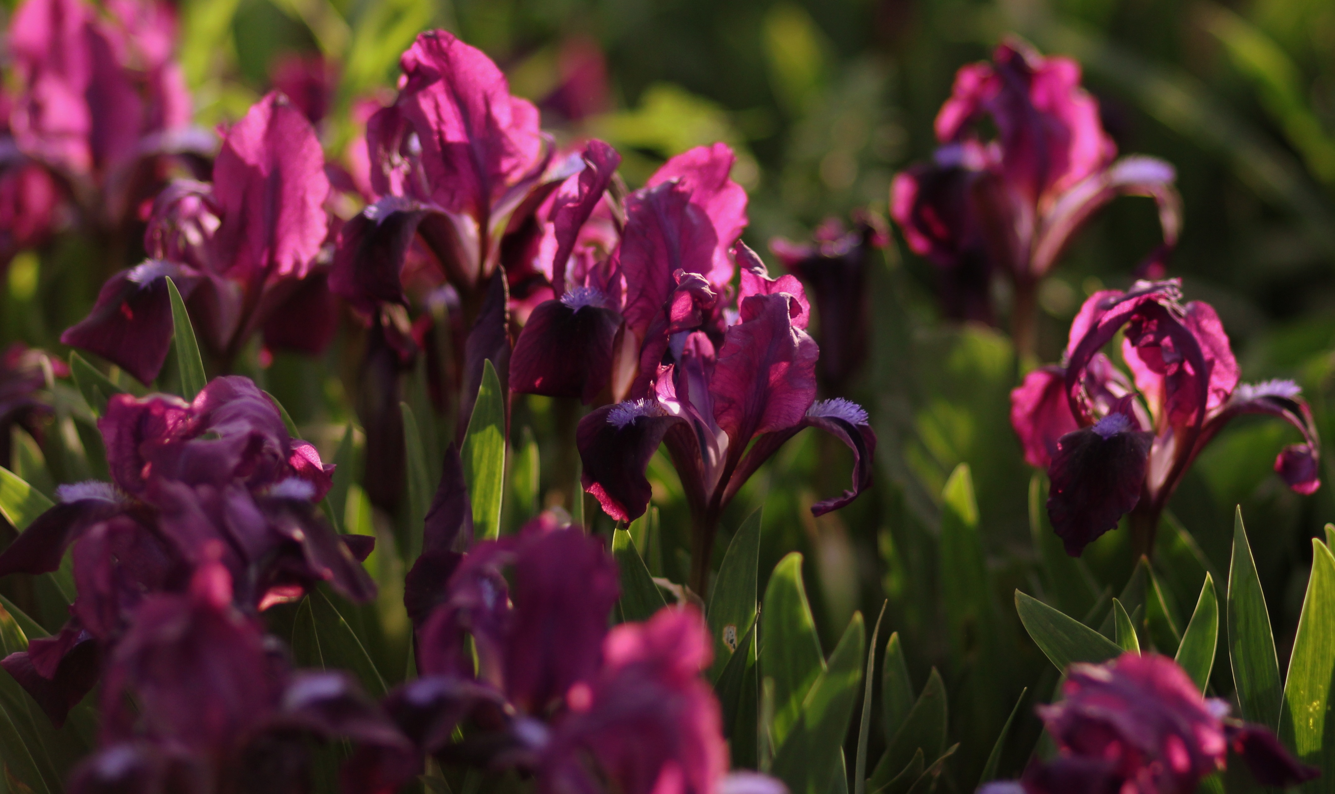 Laden Sie das Natur, Blumen, Blume, Nahansicht, Schwertlilien, Erde/natur, Pinke Blume-Bild kostenlos auf Ihren PC-Desktop herunter