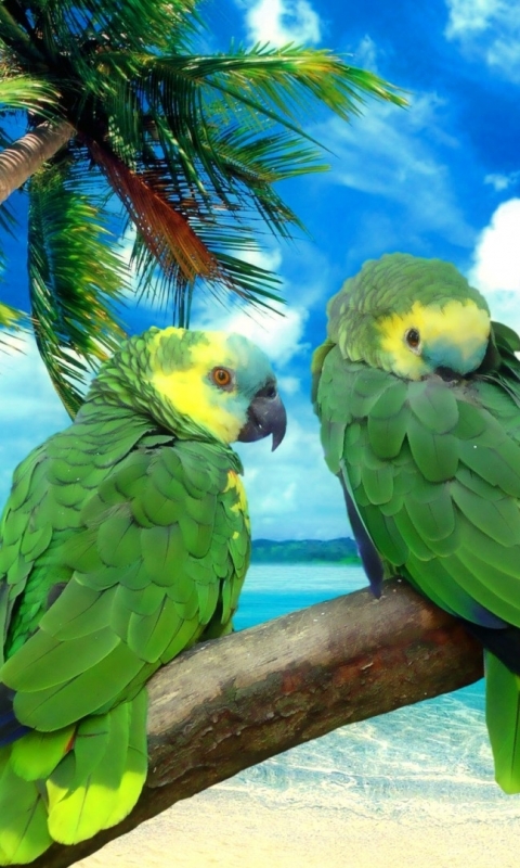 Download mobile wallpaper Birds, Animal, Parrot for free.