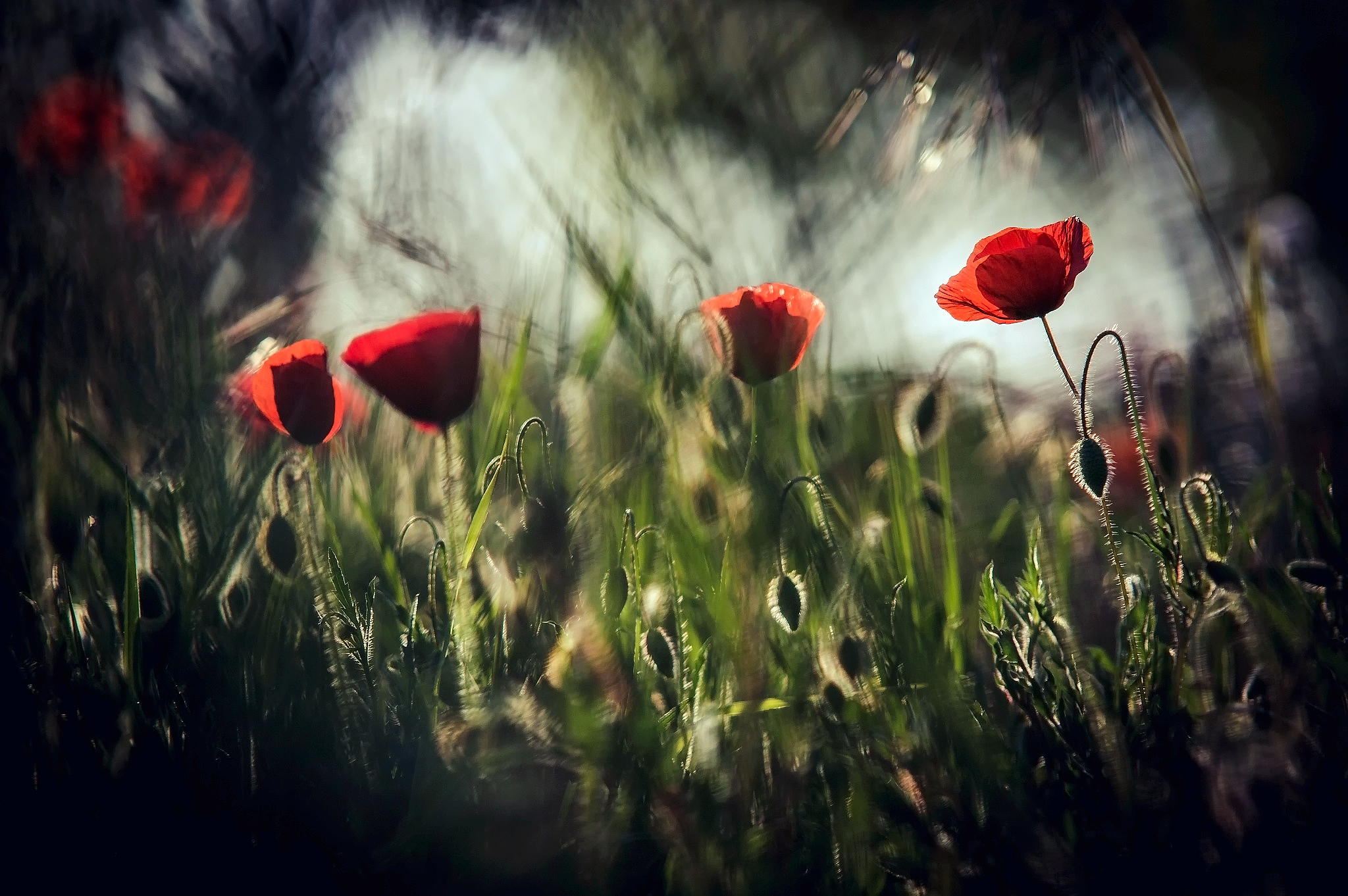 Free download wallpaper Nature, Flowers, Summer, Flower, Earth, Poppy, Sunny, Red Flower on your PC desktop