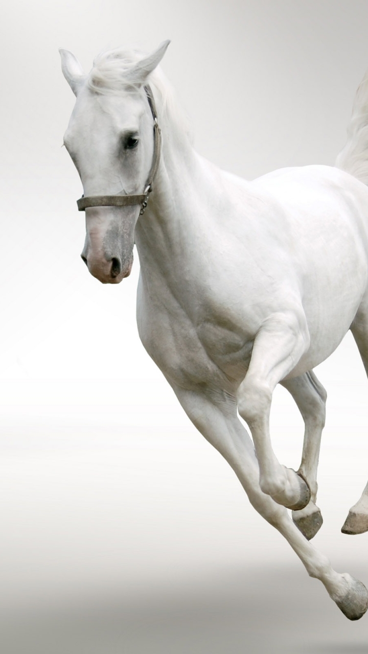 Download mobile wallpaper Animal, Horse for free.