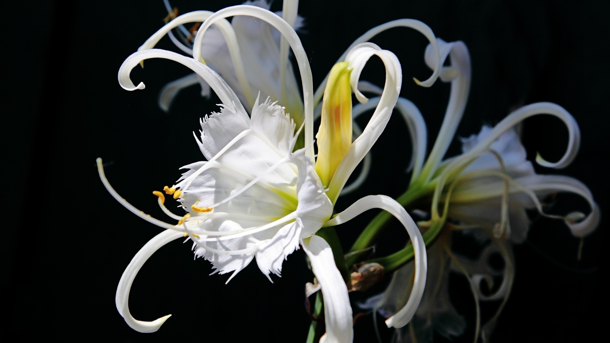 Téléchargez gratuitement l'image Fleurs, Fleur, Terre/nature sur le bureau de votre PC