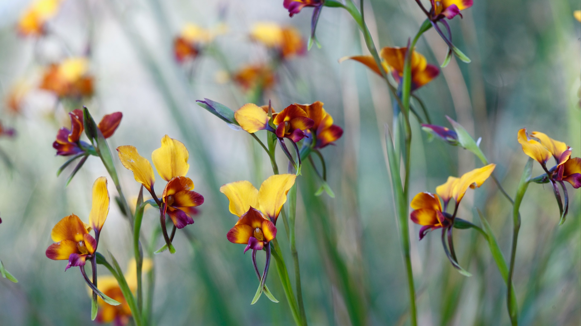 Handy-Wallpaper Blumen, Orchidee, Erde/natur kostenlos herunterladen.