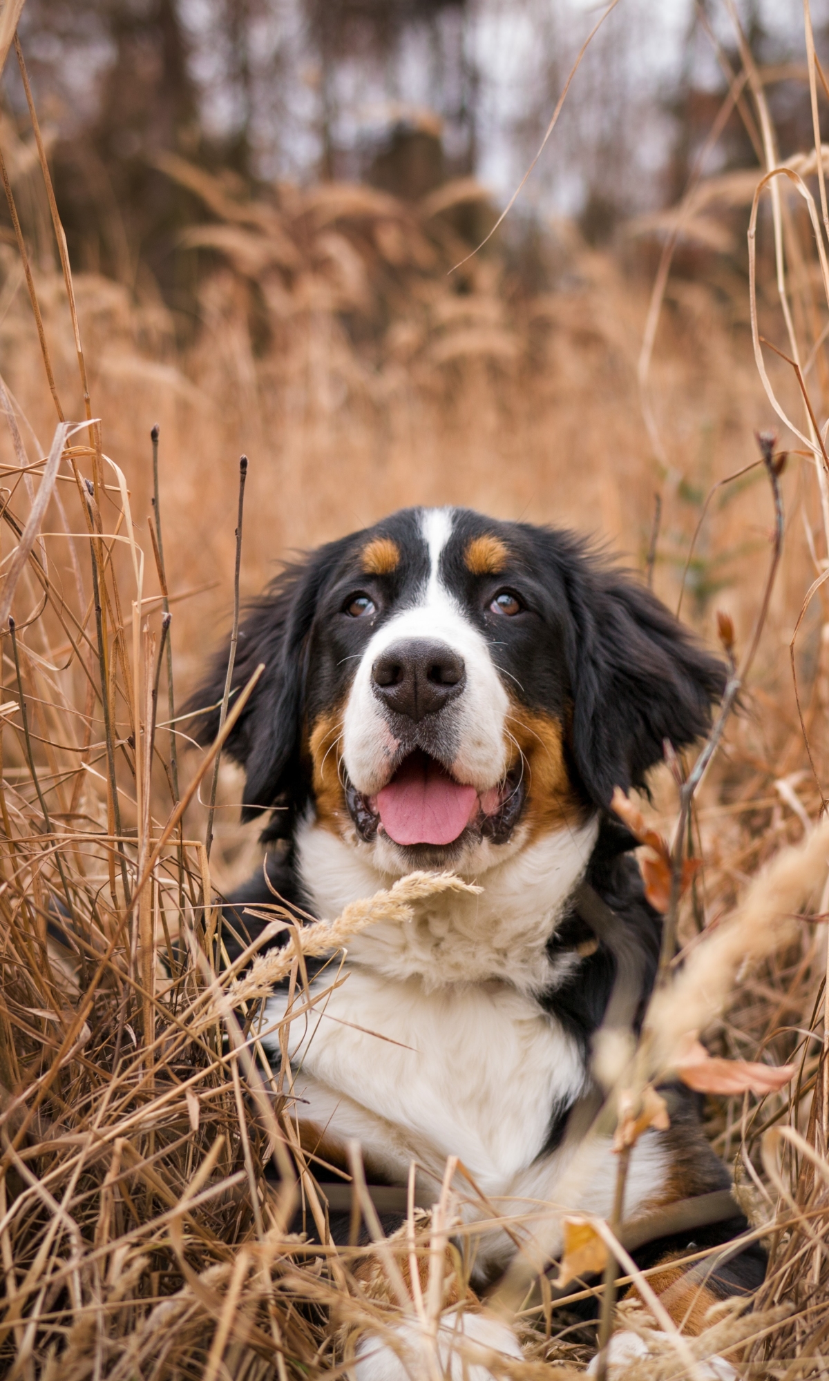 Download mobile wallpaper Dogs, Dog, Animal, Bernese Mountain Dog for free.