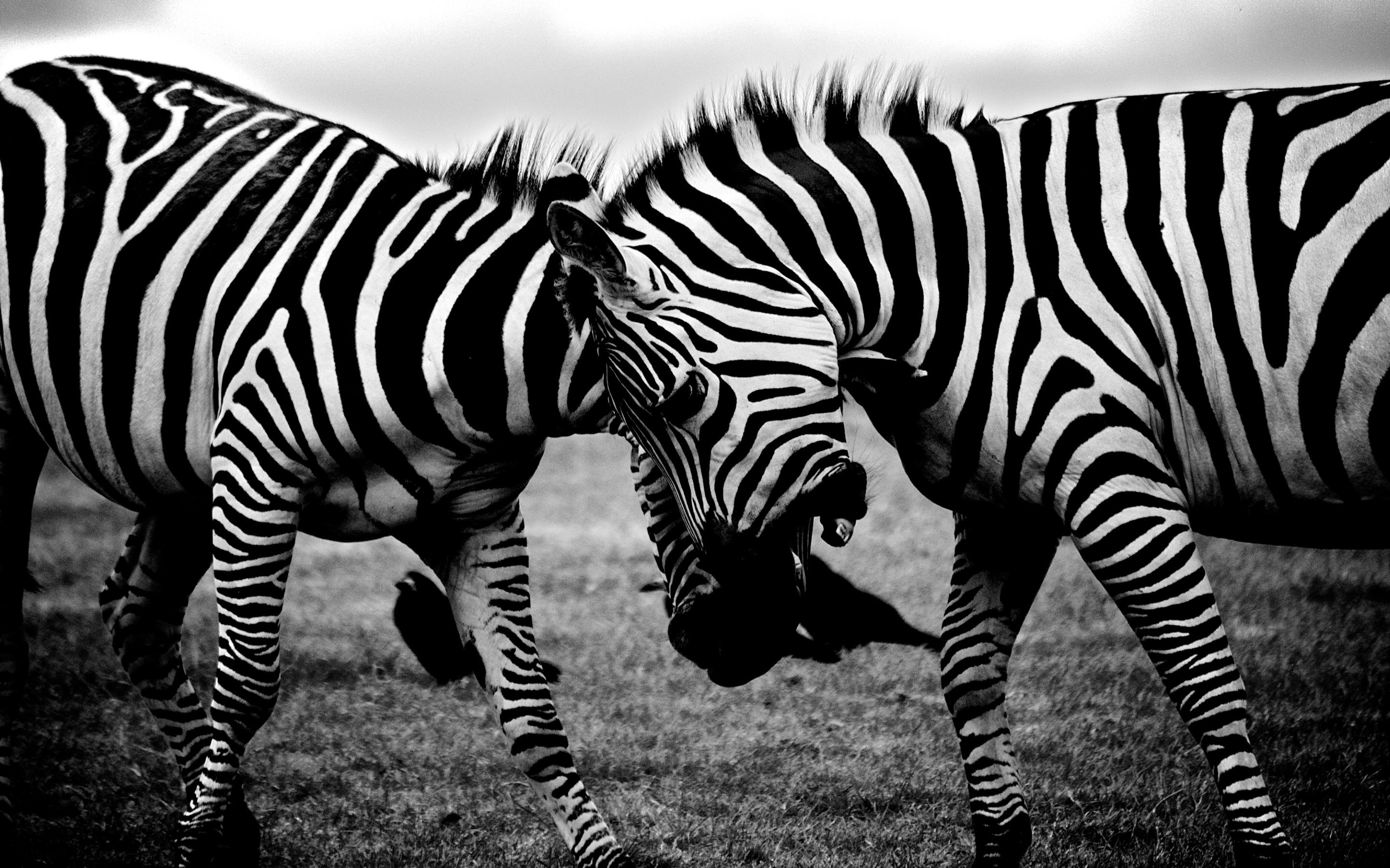 Laden Sie das Tiere, Schwarz Weiß, Zebra-Bild kostenlos auf Ihren PC-Desktop herunter