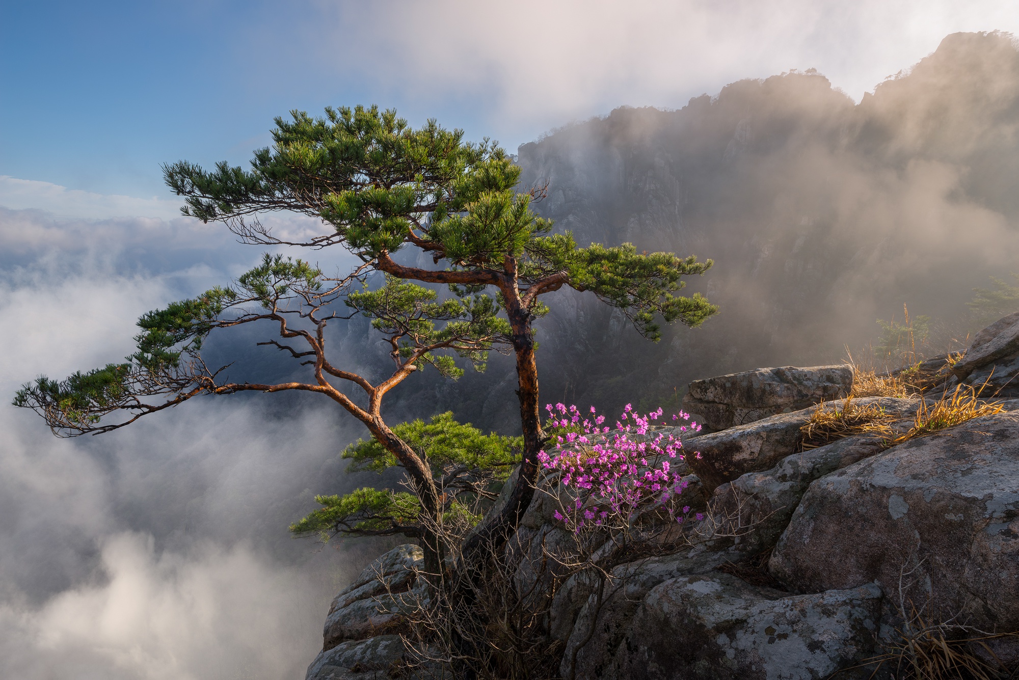 Скачать картинку Деревья, Облака, Гора, Дерево, Ландшафт, Земля/природа, Республика Корея в телефон бесплатно.