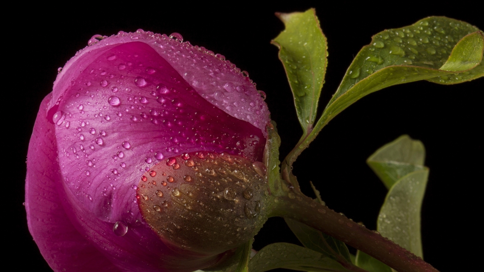 Descarga gratis la imagen Flores, Flor, Tierra/naturaleza en el escritorio de tu PC