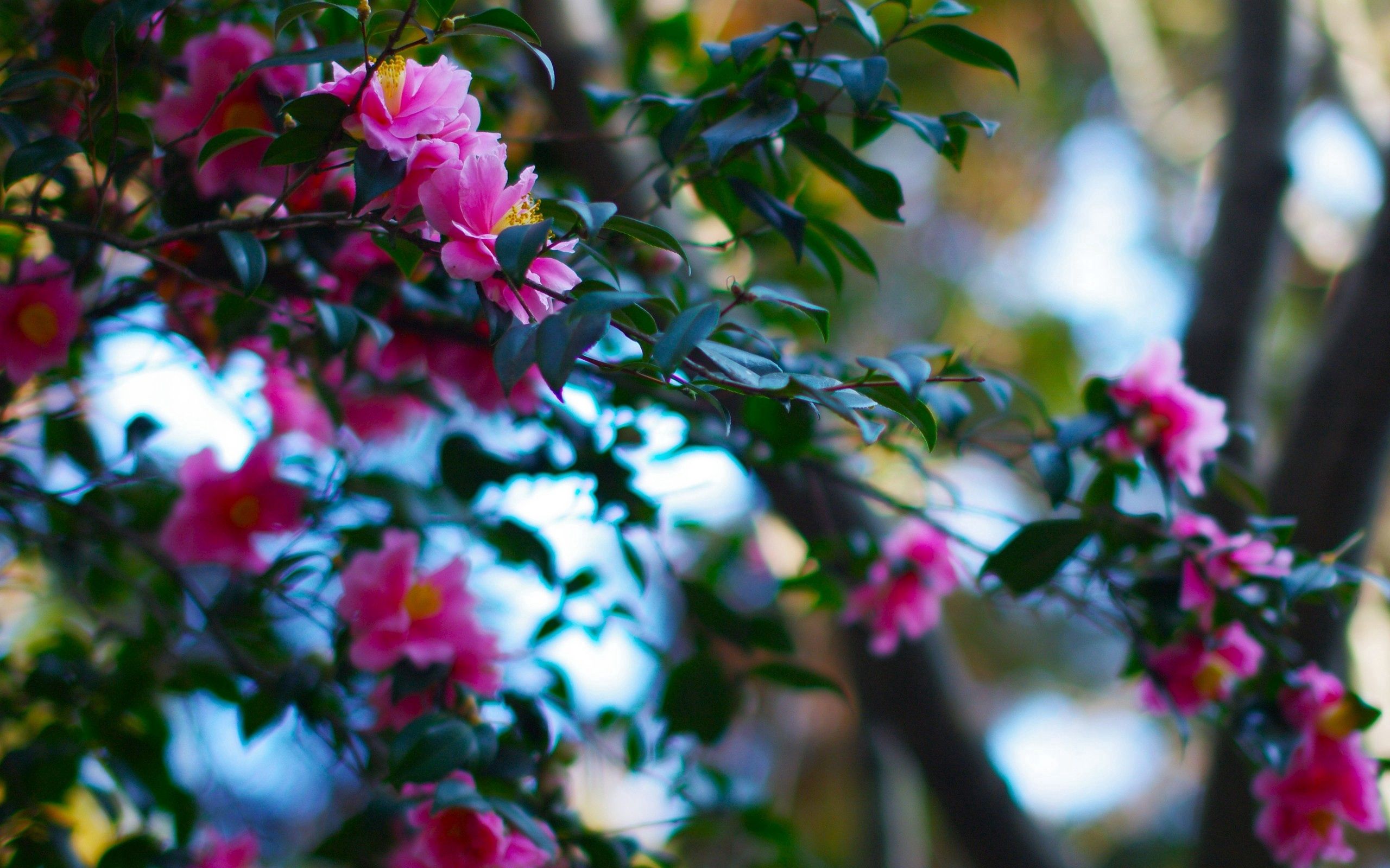 Скачать обои бесплатно Ветки, Природа, Растение, Розовый, Цветы картинка на рабочий стол ПК