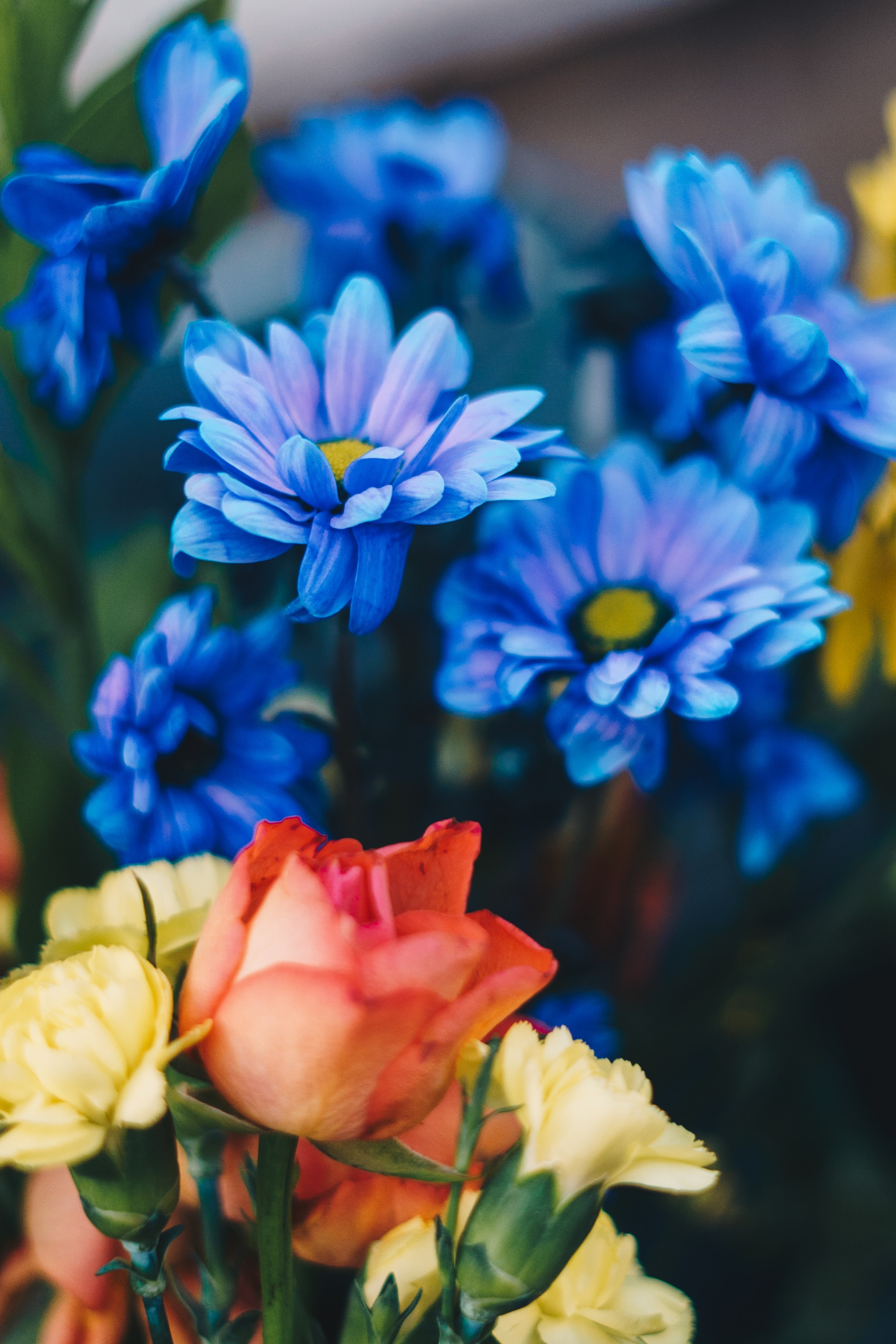 chrysanthemum, bouquet, flowers, roses, blue Free Stock Photo
