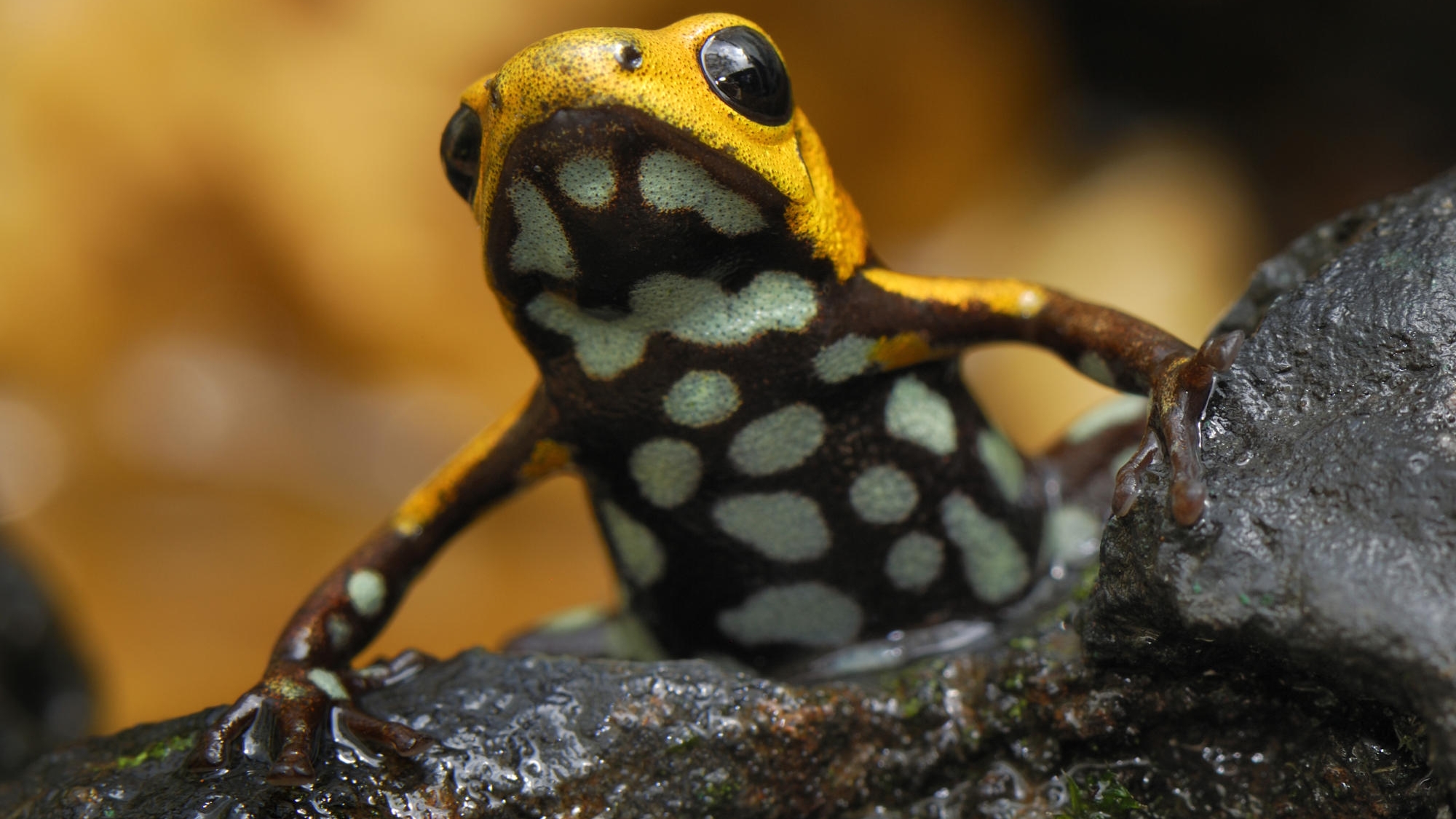 Download mobile wallpaper Animal, Poison Dart Frog for free.