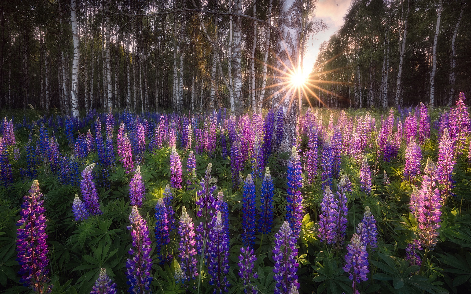 Laden Sie das Natur, Blume, Wald, Lupinen, Lila Blume, Erde/natur-Bild kostenlos auf Ihren PC-Desktop herunter