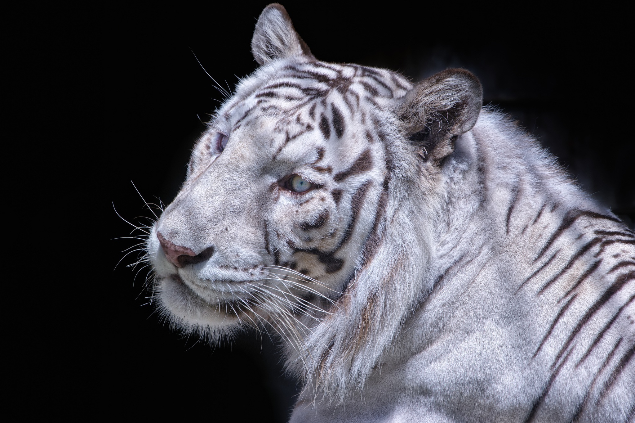 Free download wallpaper Muzzle, Predator, White Tiger, Animals, Cat on your PC desktop