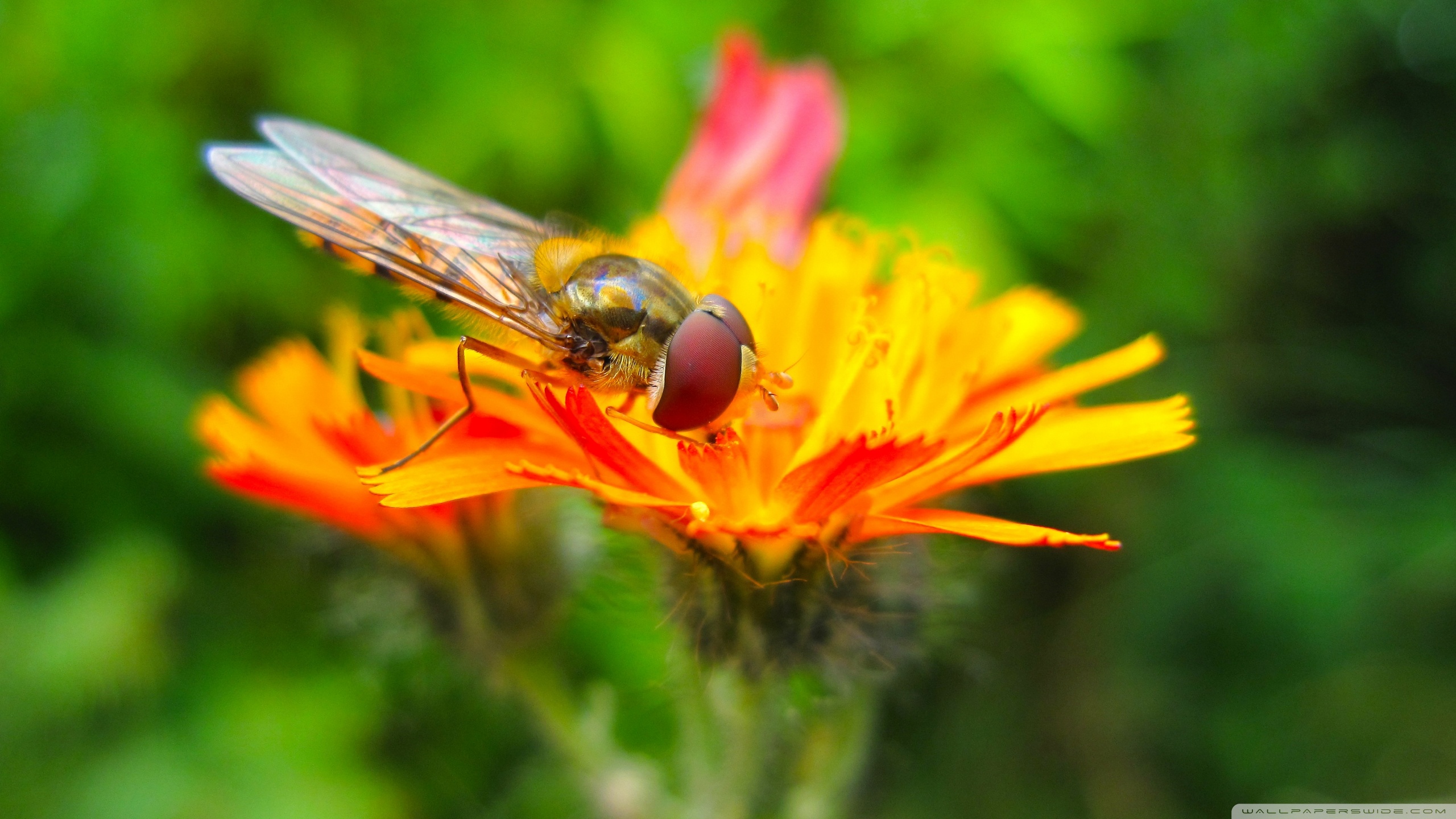 animal, hoverfly, fly